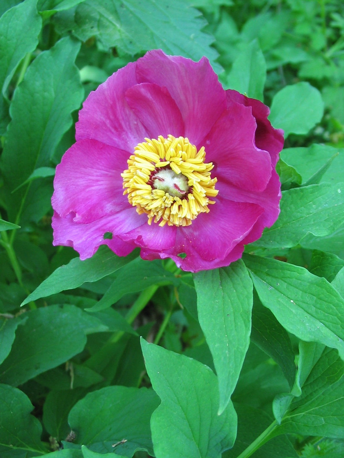 Banat Paeony Garden Paeony (Paeonia officinalis ssp. Banatica)