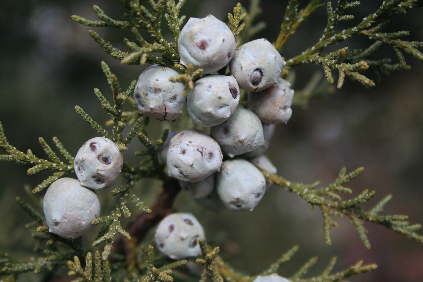 Alligator Juniper Checkerbark Juniper (Juniperus deppeana)