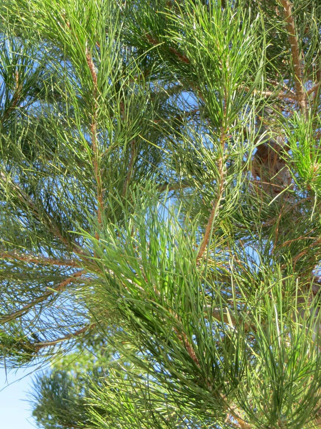 Afghan Pine Desert Eldarica Elder Lone Star Christmas Tree Mondell Pine (Pinus eldarica)