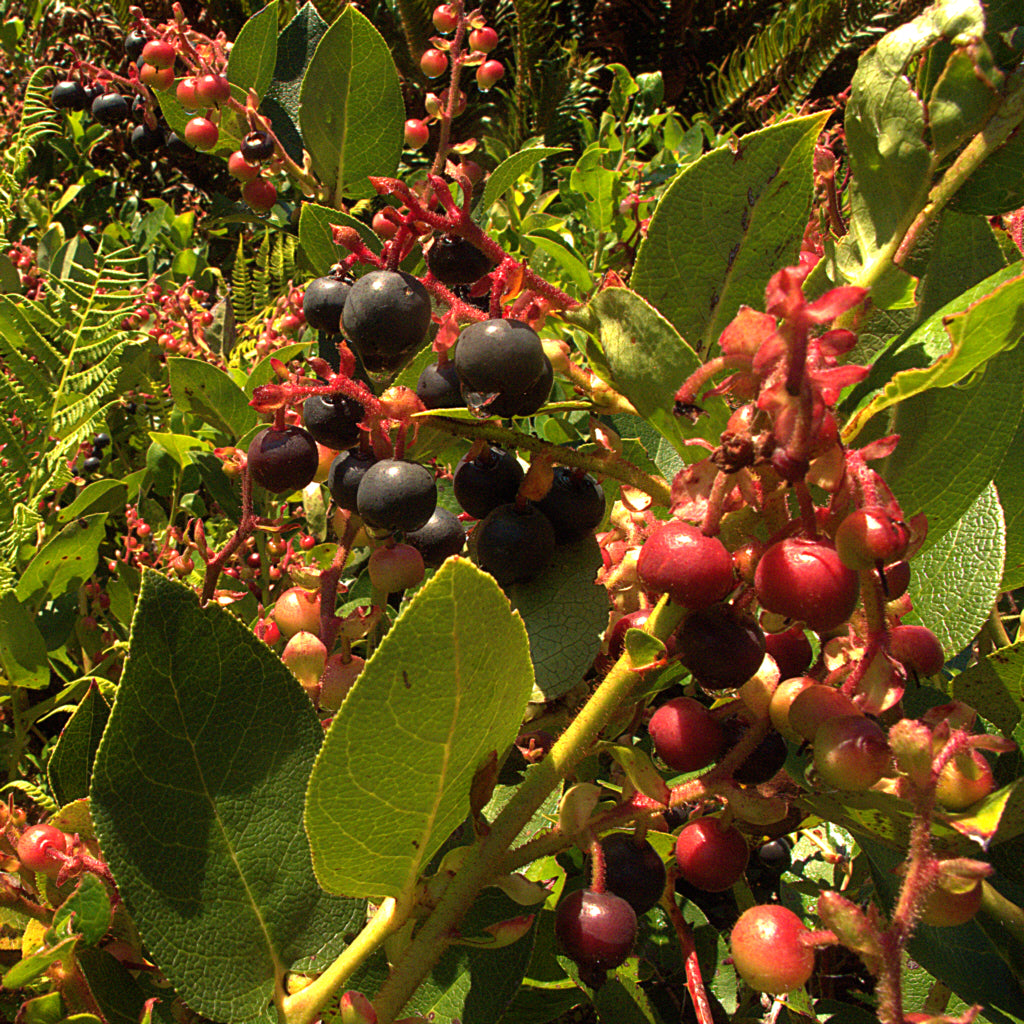 Salal (Gaultheria shallon)