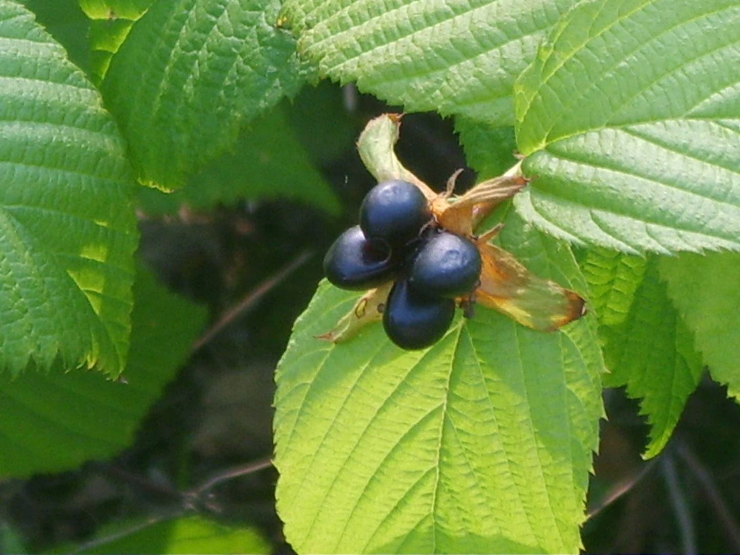 Jetbead (Rhodotypos scandens)