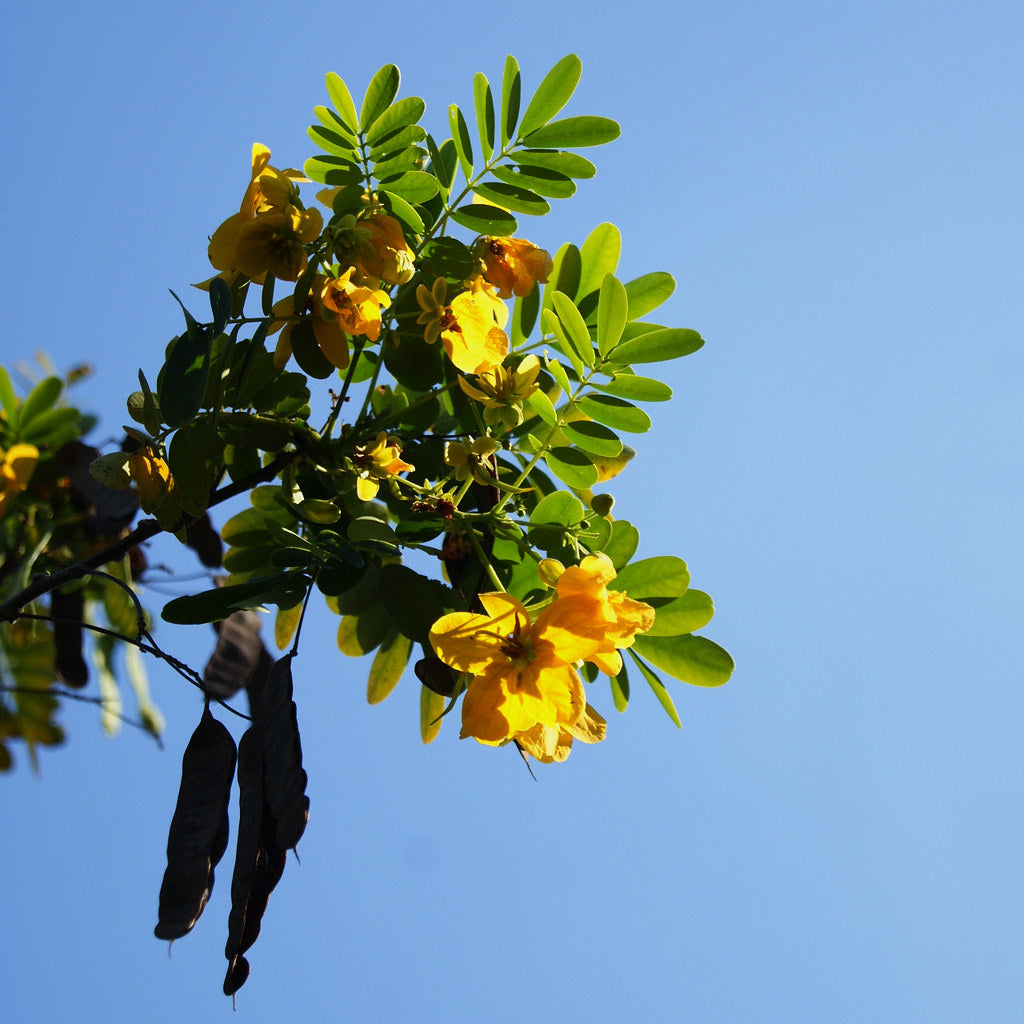 Christmasbush Money Rambling Candlewood (Senna bicapsularis)