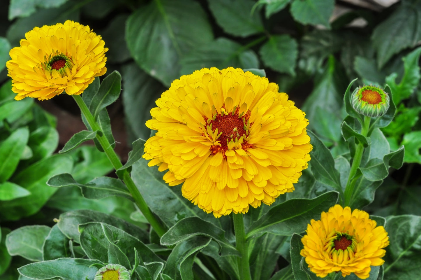 English Marigold Pot Marigold (Calendula officinalis)