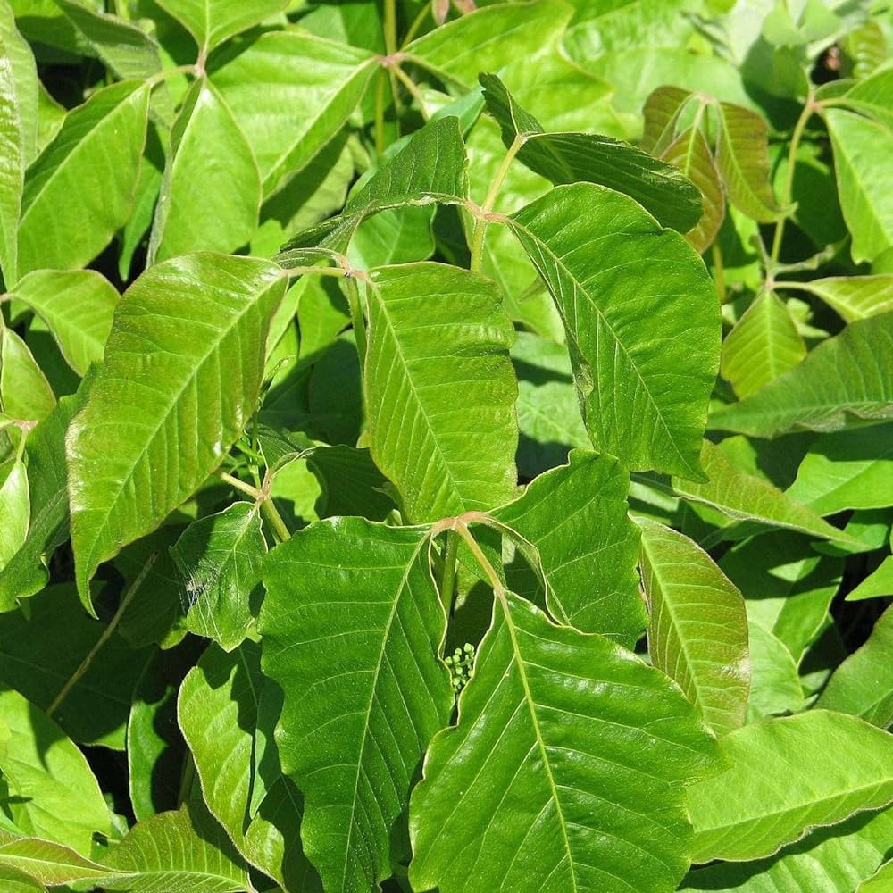 Chinese Lacquer Varnish Tree (Toxicodendron vernicifluum)