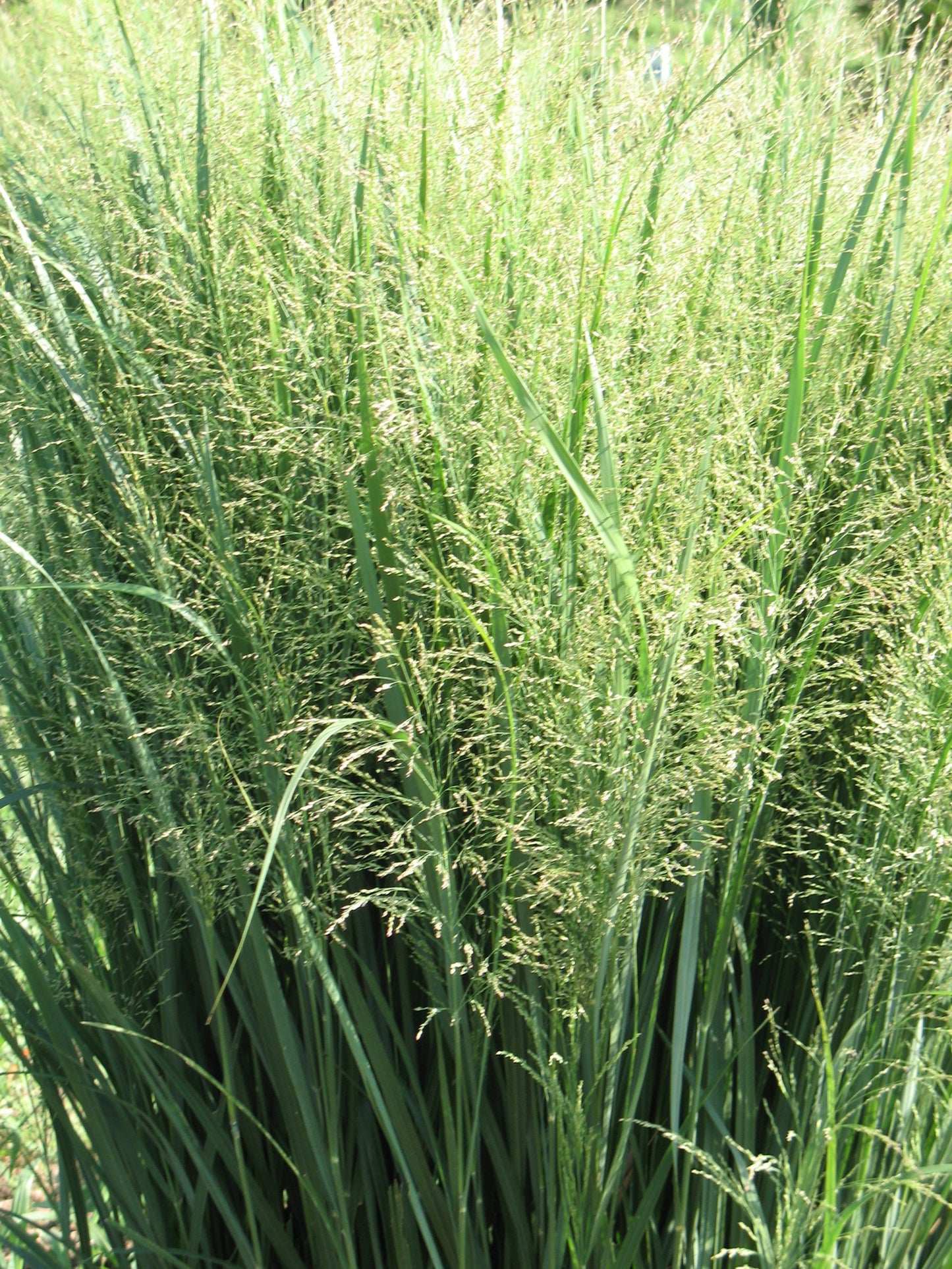Cave-in-rock Switch Grass Switchgrass (Panicum virgatum 'Cave-in-Rock')
