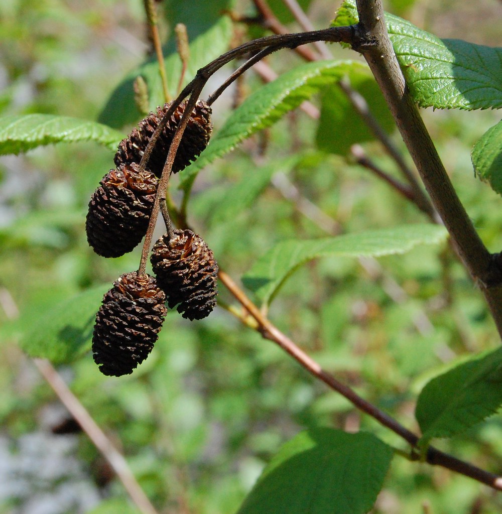Hazel Smooth Speckled Alder (Alnus incana ssp. Rugosa)