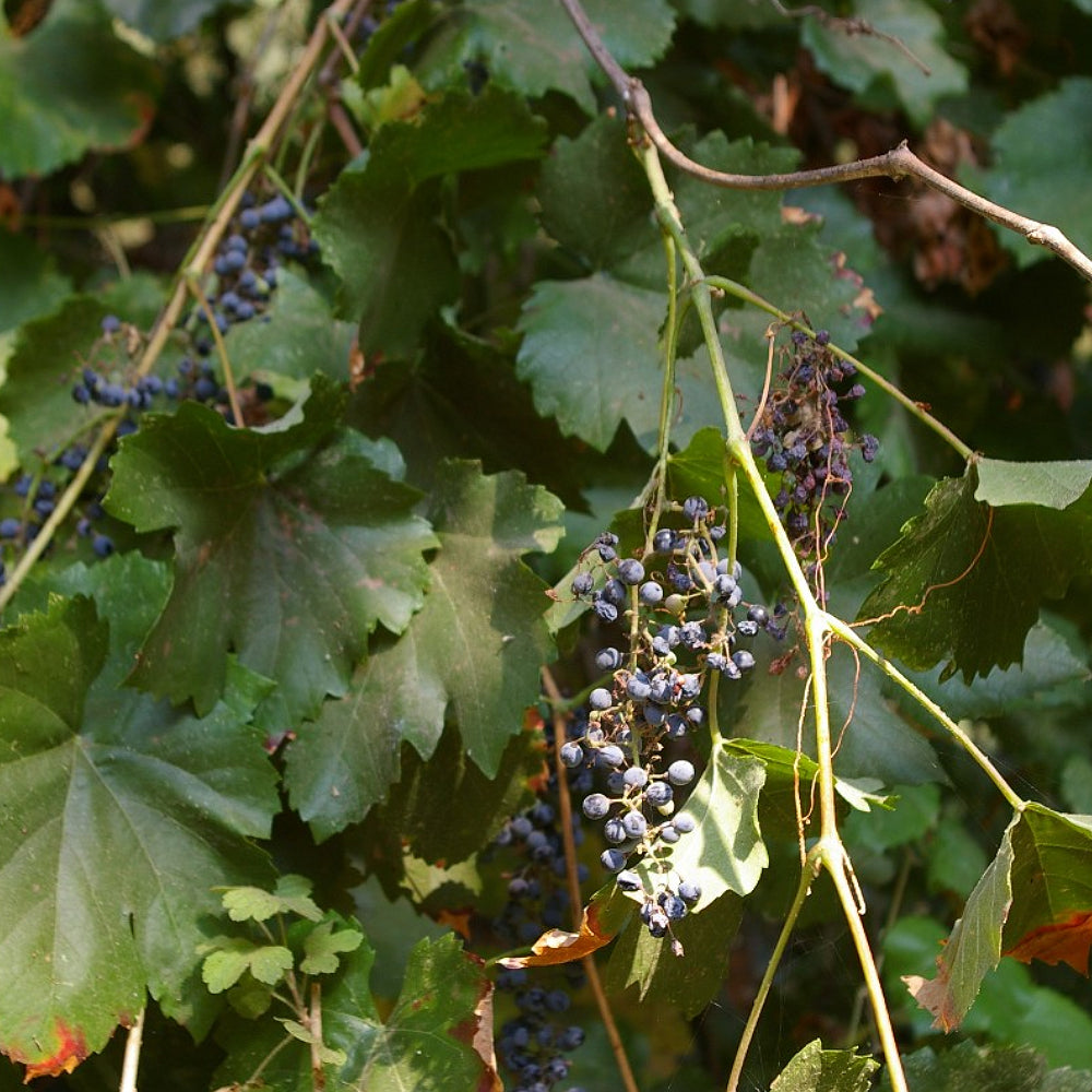 Cultivated Grape Domestic Grape-vine Wine Grape (Vitis vinifera)