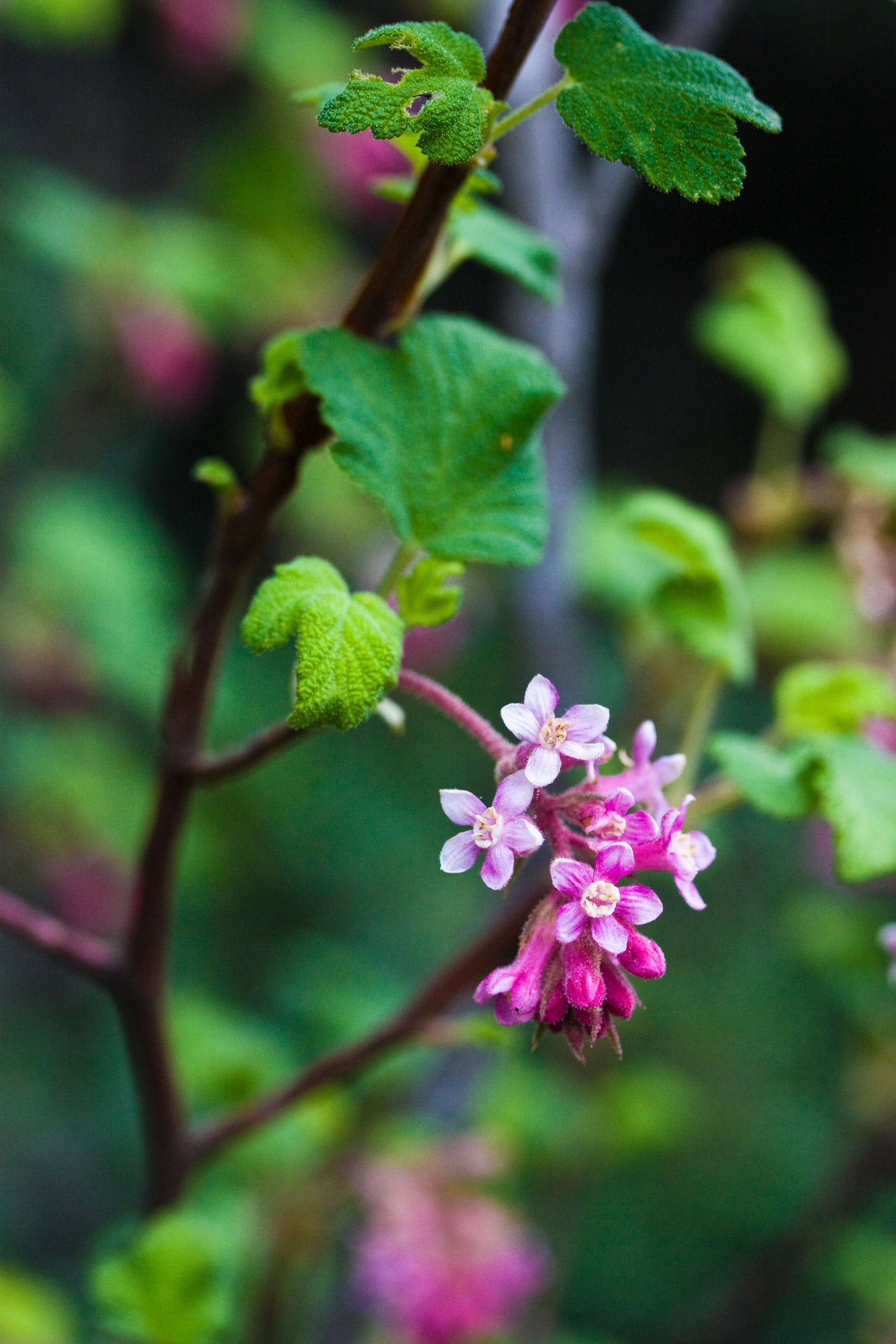Sierra Gooseberry (Ribes roezlii)
