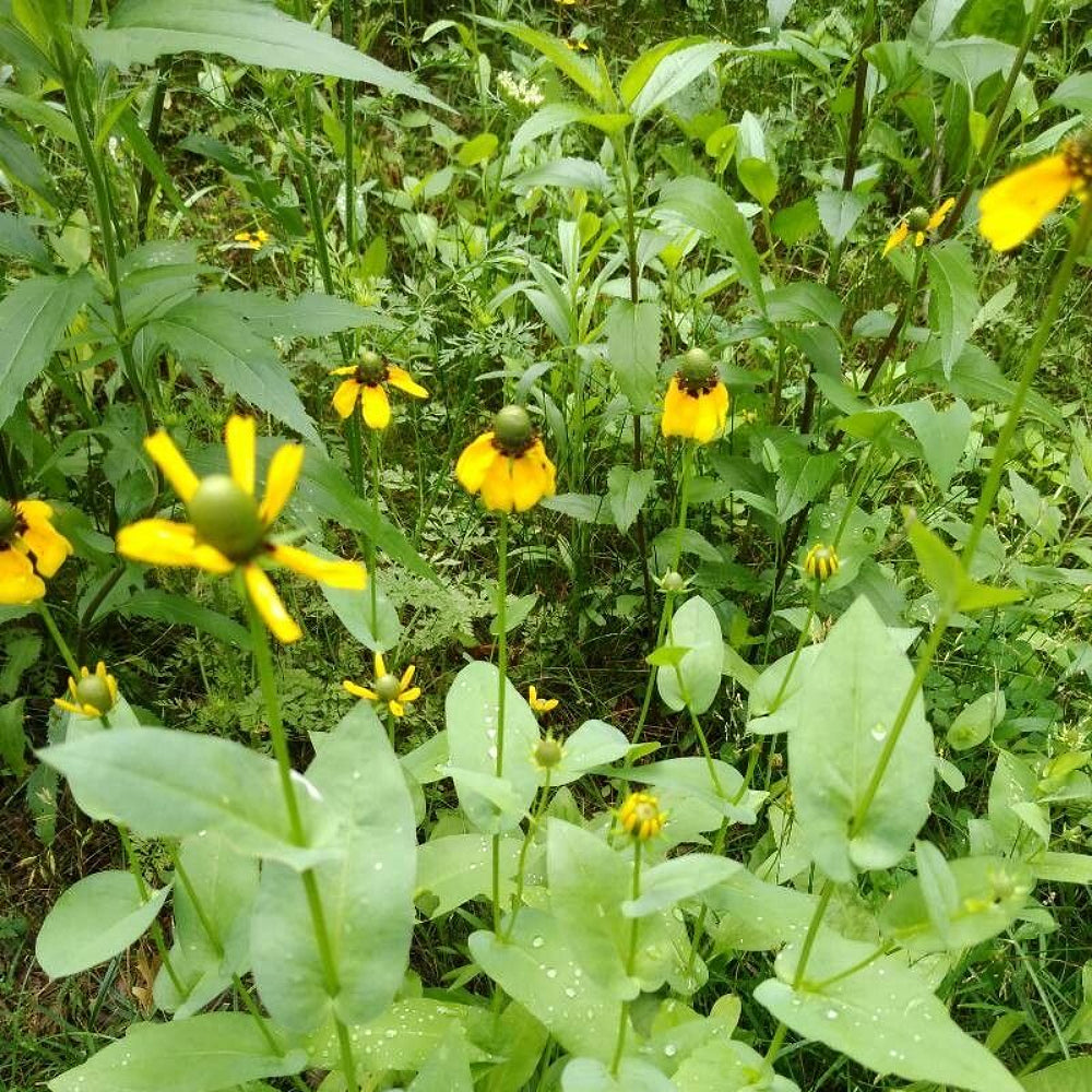 Clasping Coneflower (Rudbeckia amplexicaulis)