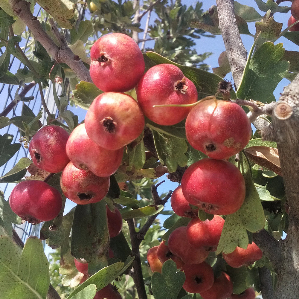 Azarole Mediterranean Medlar Mosphilla (Crataegus azarolus)