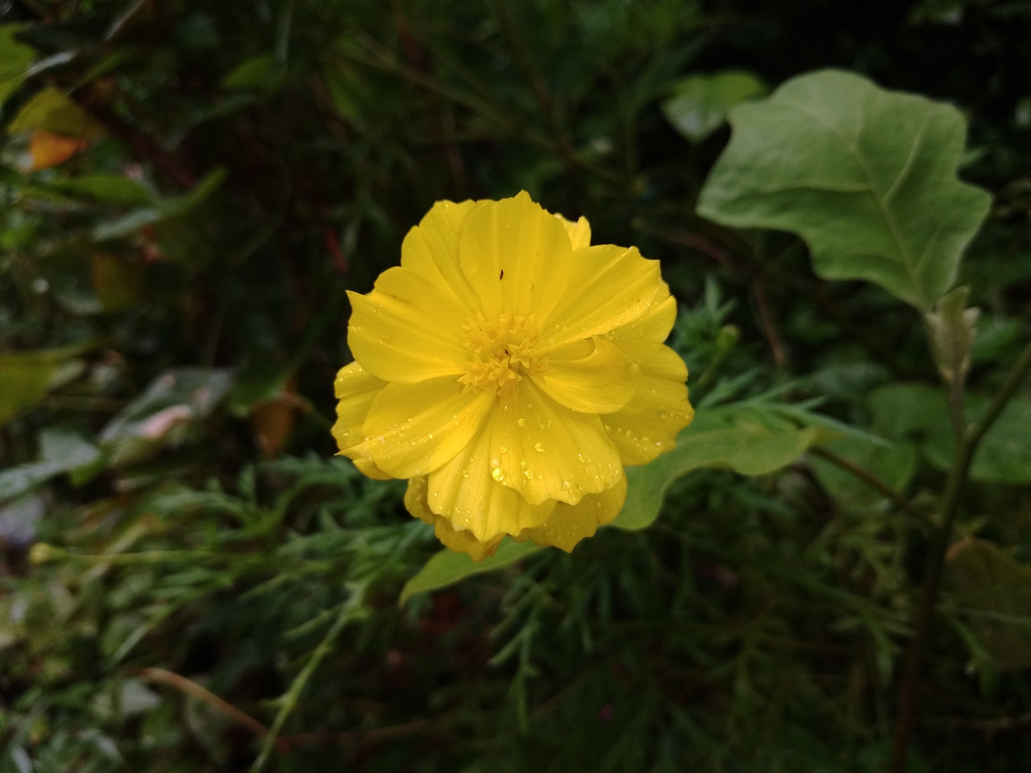 Sulphur Cosmos (Cosmos sulphureus)