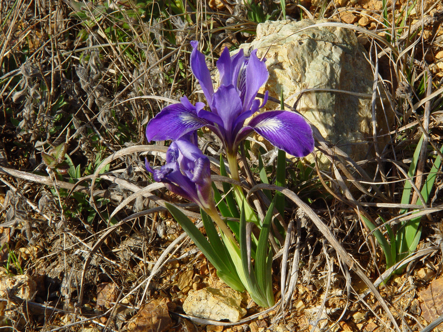 Douglas Iris (Iris douglasiana)