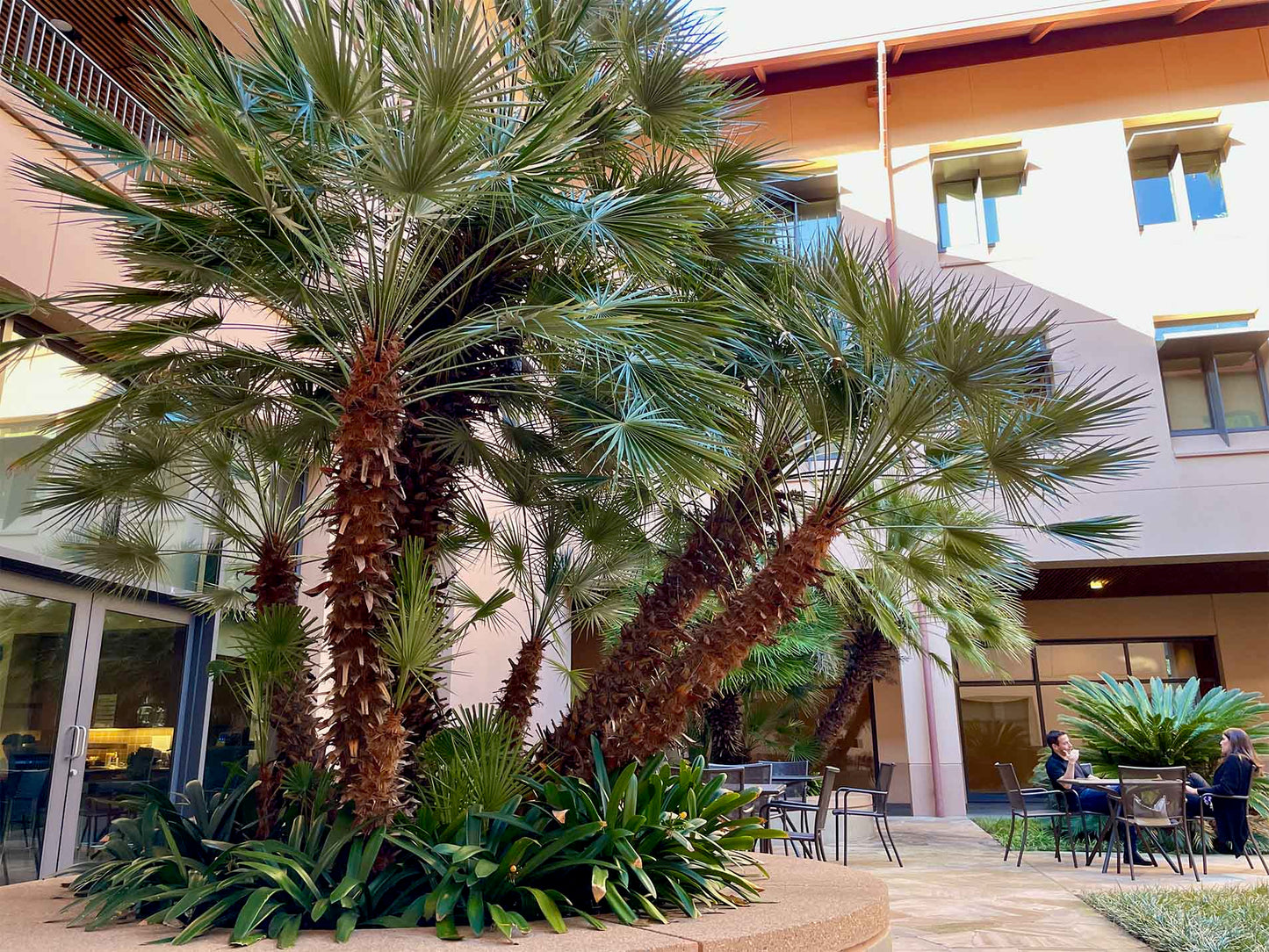 European Fan Palm (Chamaerops humilis)
