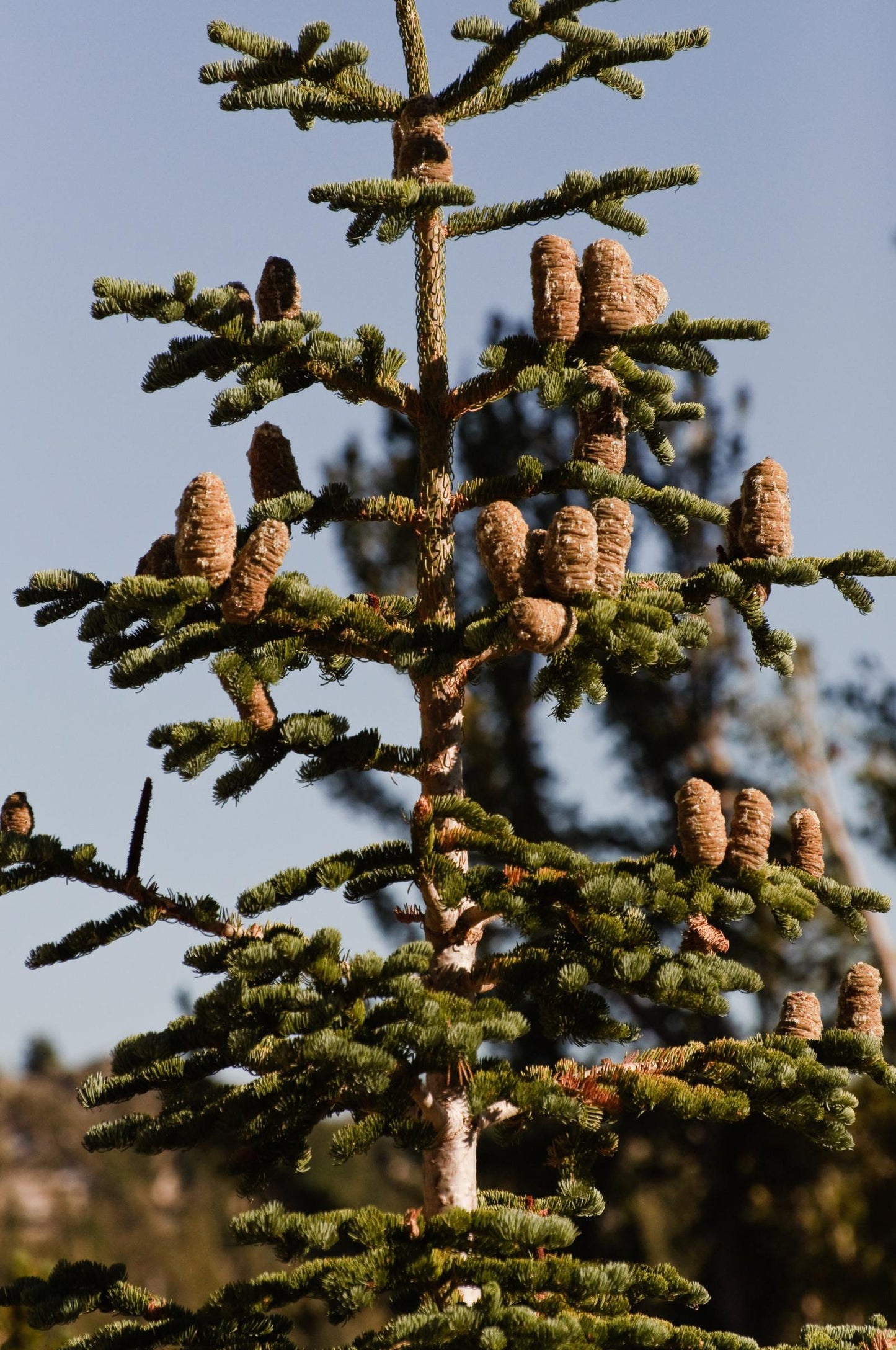 California Red Fir (Abies magnifica)