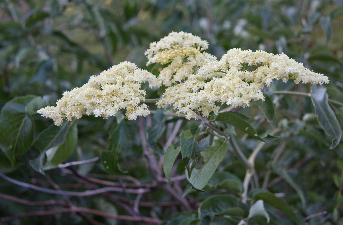 Mexican Elderberry (Sambucus mexicana)