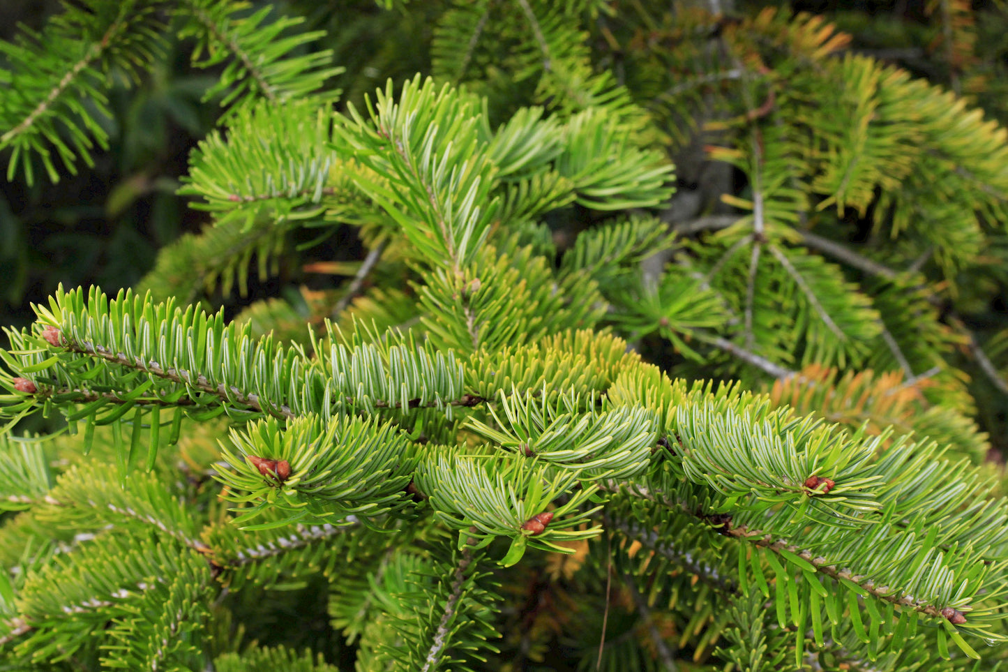 Ernest Fir (Abies recurvata var. ernestii)