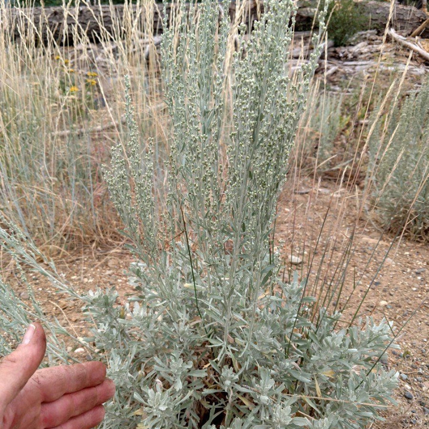 Great Mountain Sagebrush Big (Artemisia tridentata ssp. Vaseyana)