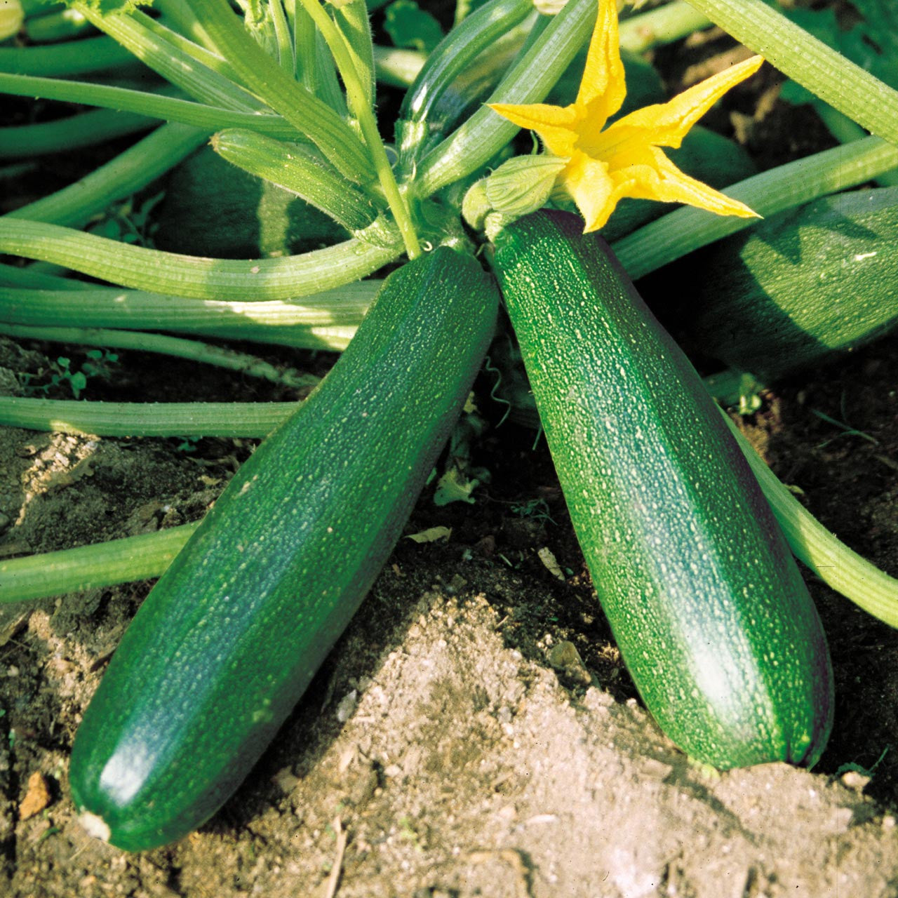 Black Beauty Zucchini Squash (Cucurbita pepo 'Black Beauty')