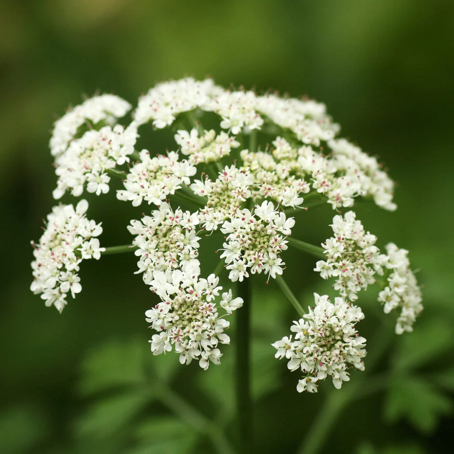 Dong Quai Female Ginseng (Angelica sinensis)