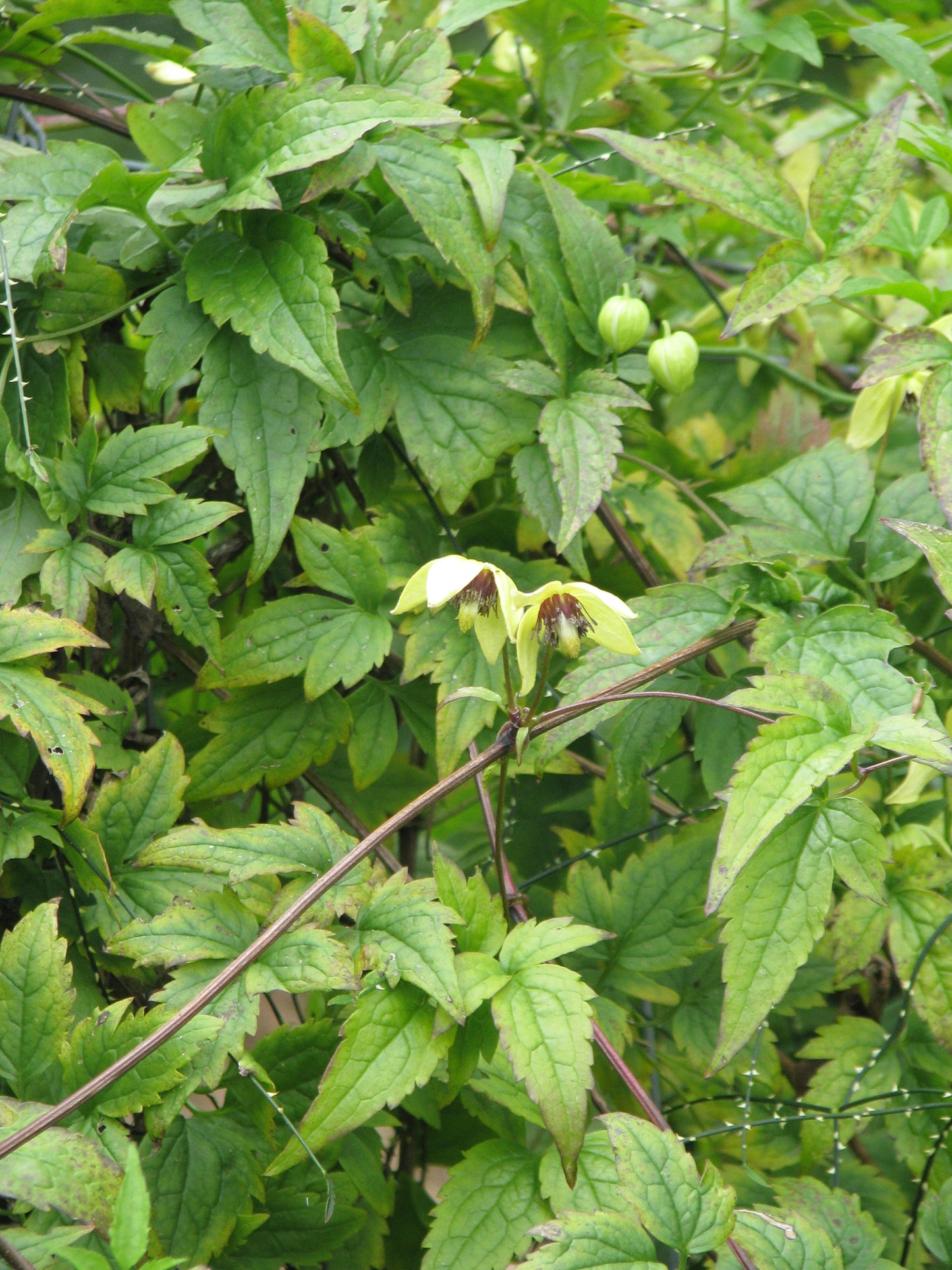 Korean Clematis Yellow Clematis (Clematis serratifolia)