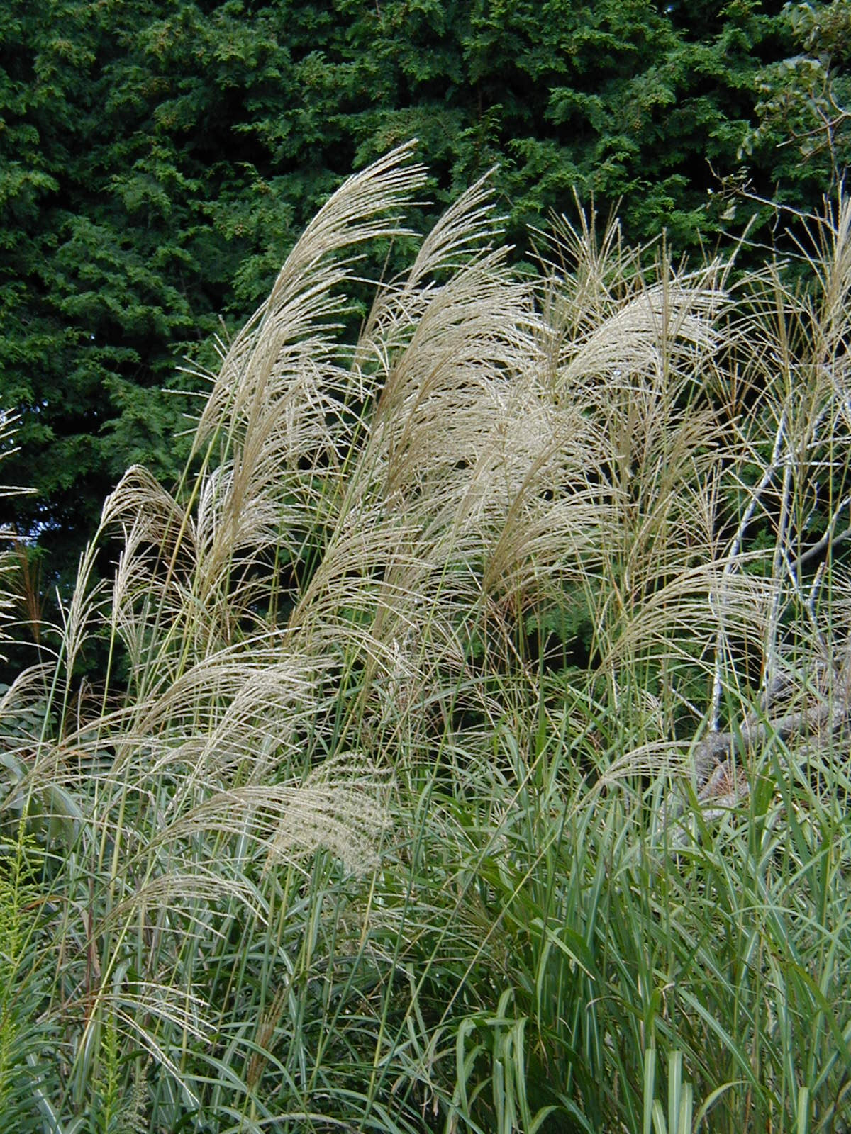 Chinese Silvergrass (Miscanthus sinensis)