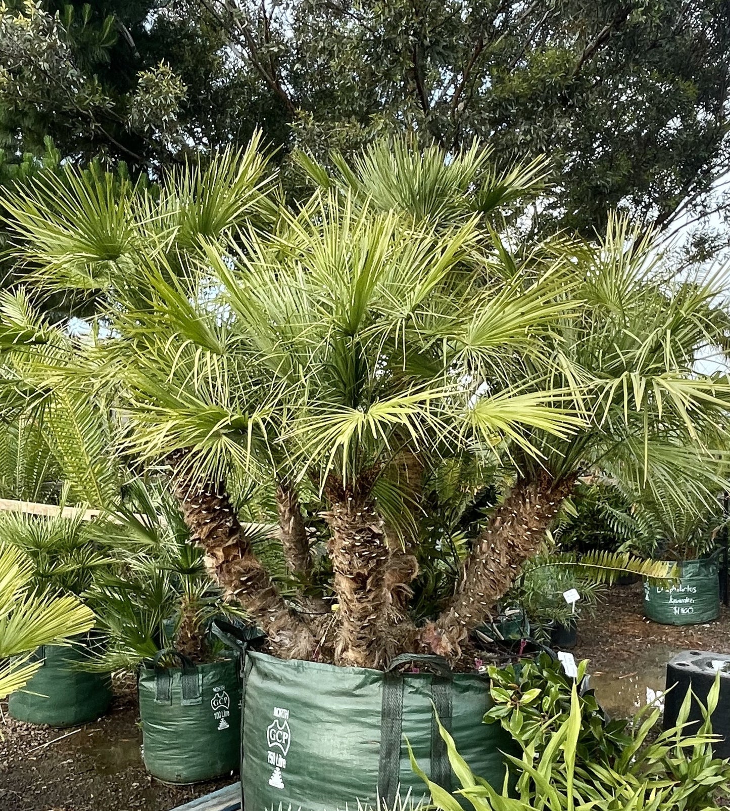European Fan Palm (Chamaerops humilis)