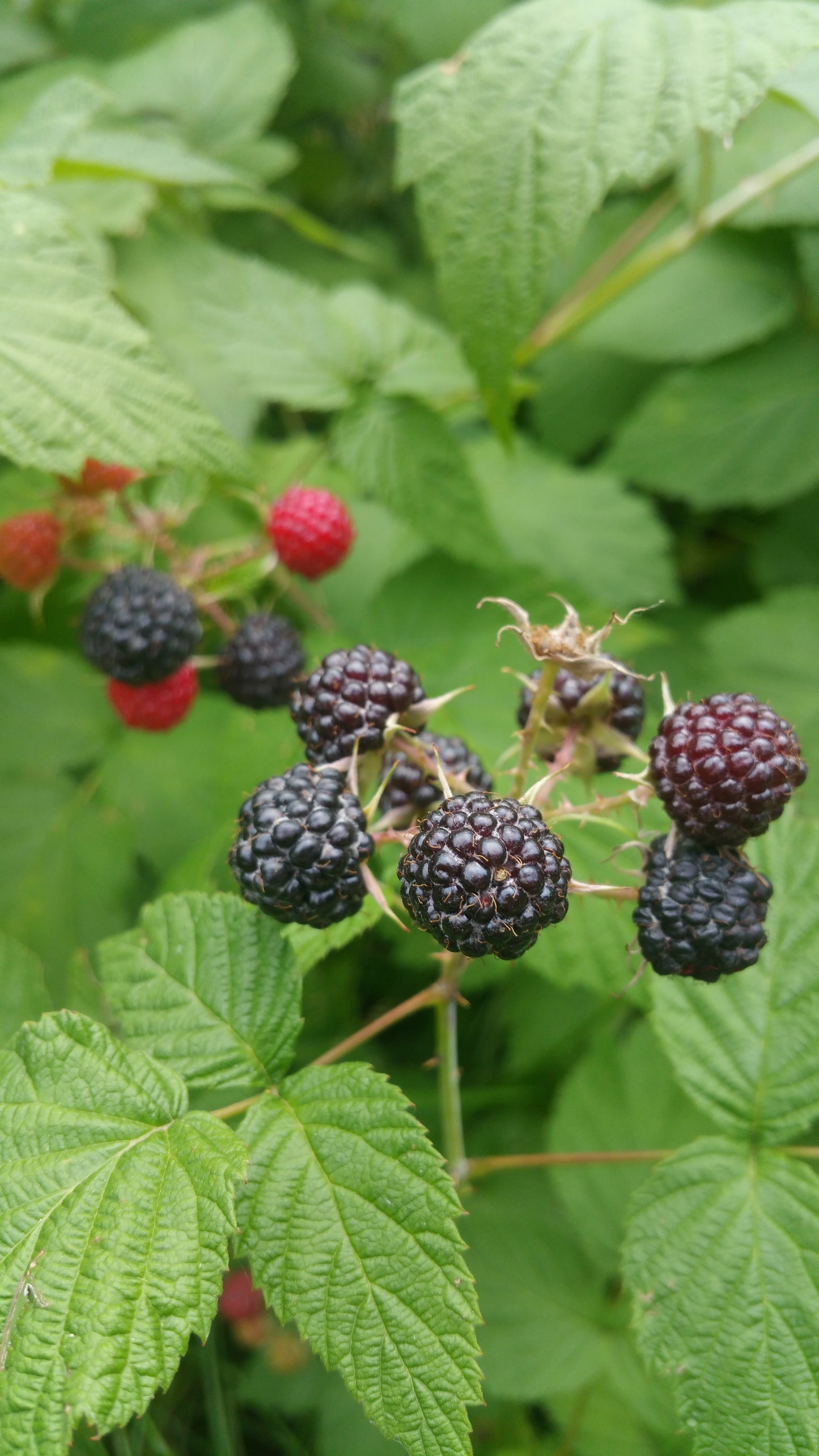 Black Raspberry Blackcap Thimbleberry (Rubus occidentalis)