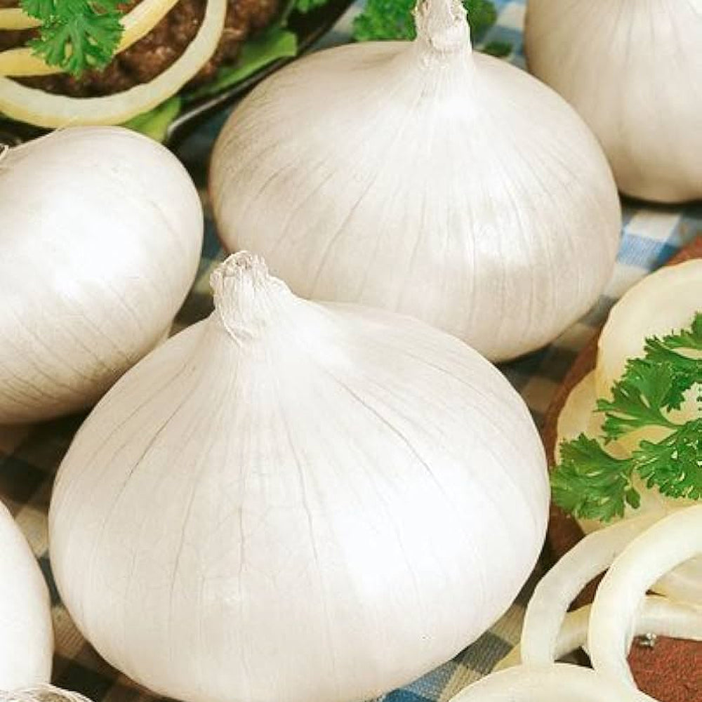 White Spanish Onion (Allium cepa 'White Sweet Spanish')