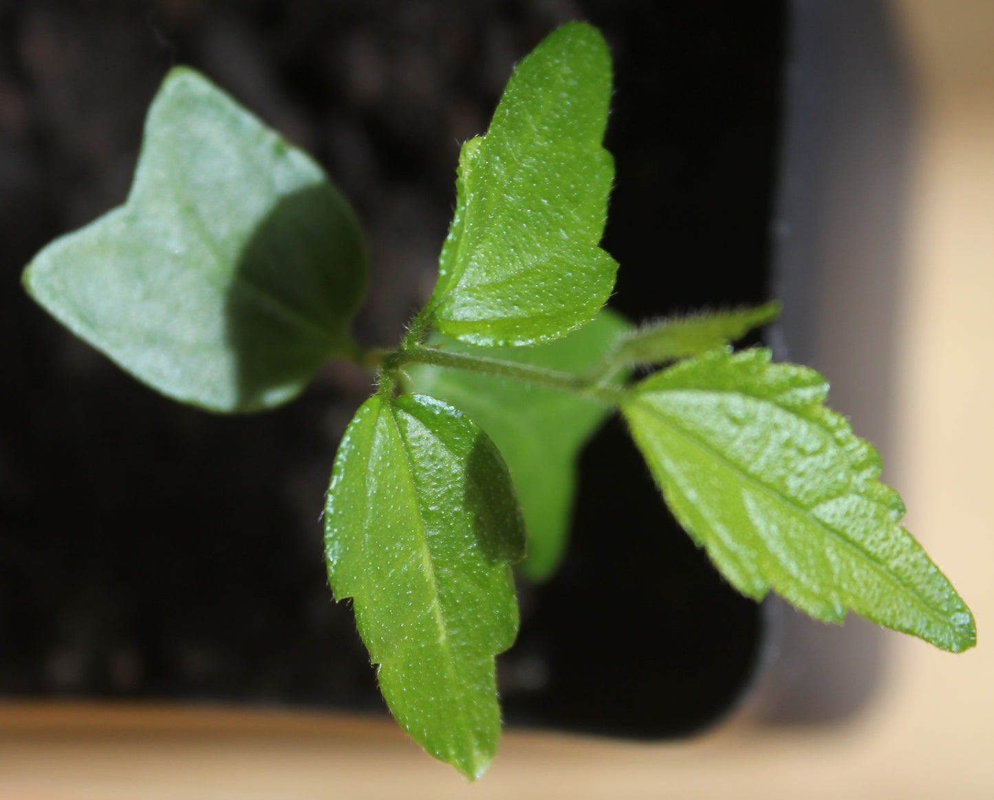 African Hackberry Stinkwood (Celtis africana)