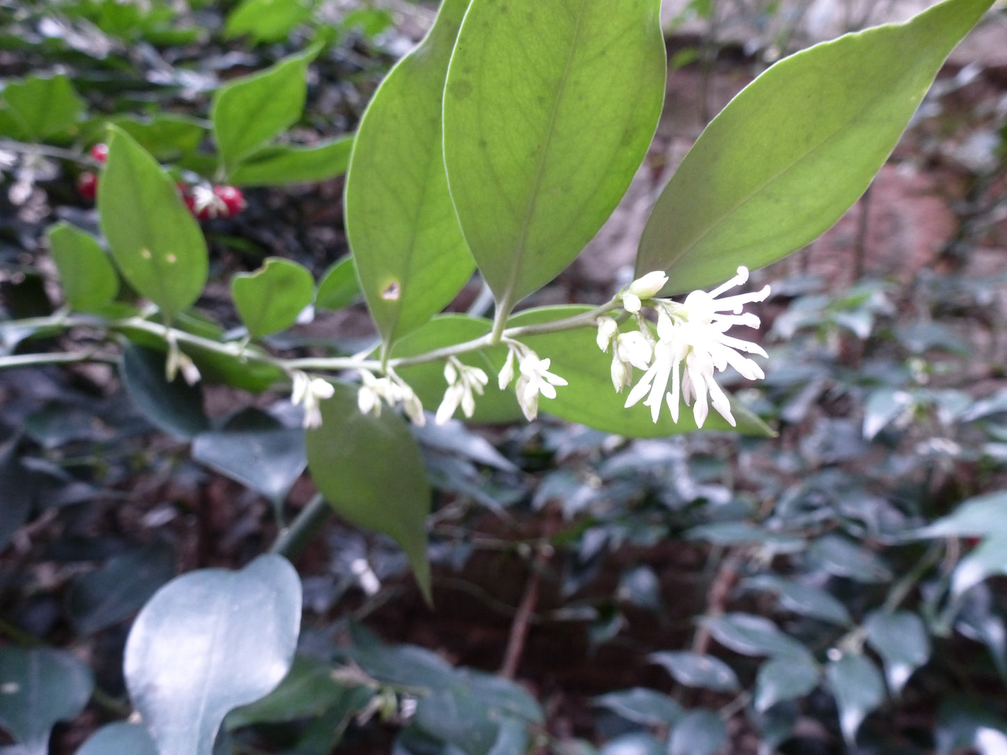 Common Sarcococca Fragrant Sweetbox Sweetbox (Sarcococca ruscifolia)