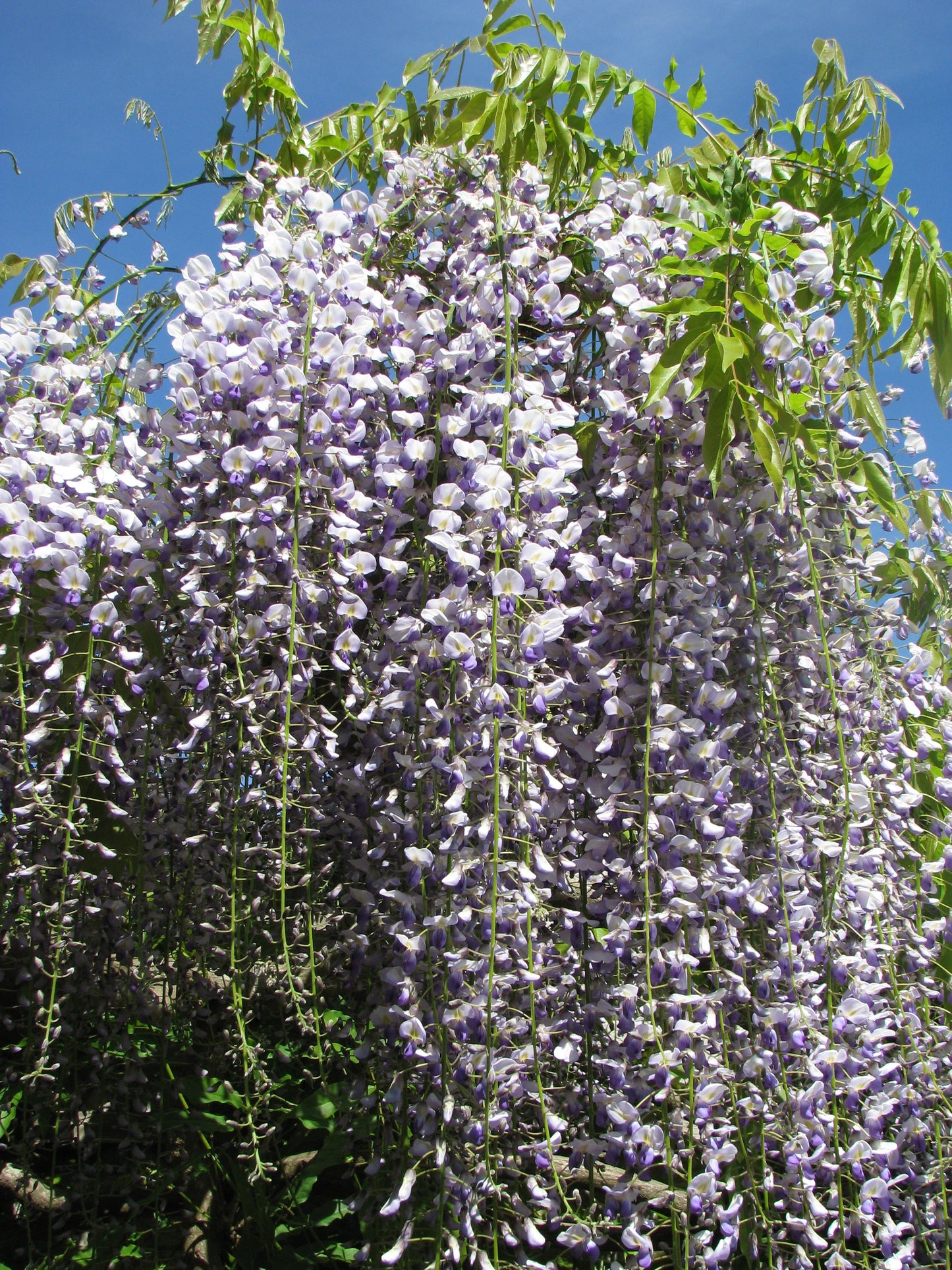 Japanese Wisteria (Wisteria floribunda)