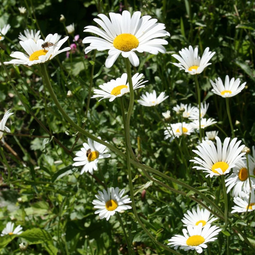 Daisy Dog Daisy Marguerite Moon Ox-eye Daisy (Leucanthemum vulgare)