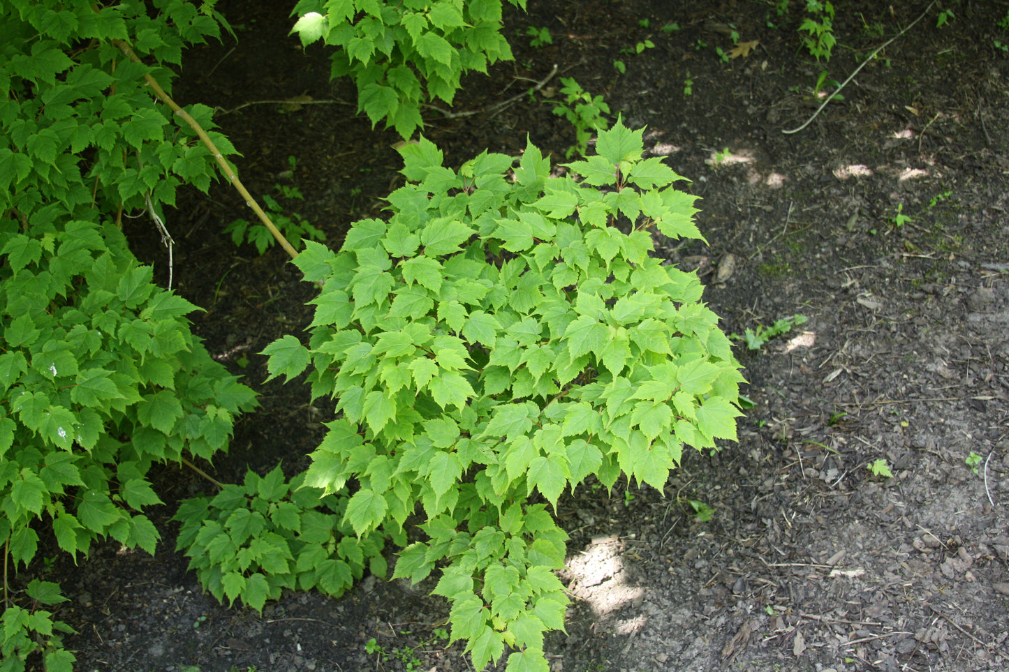 Bearded Maple (Acer barbinerve)