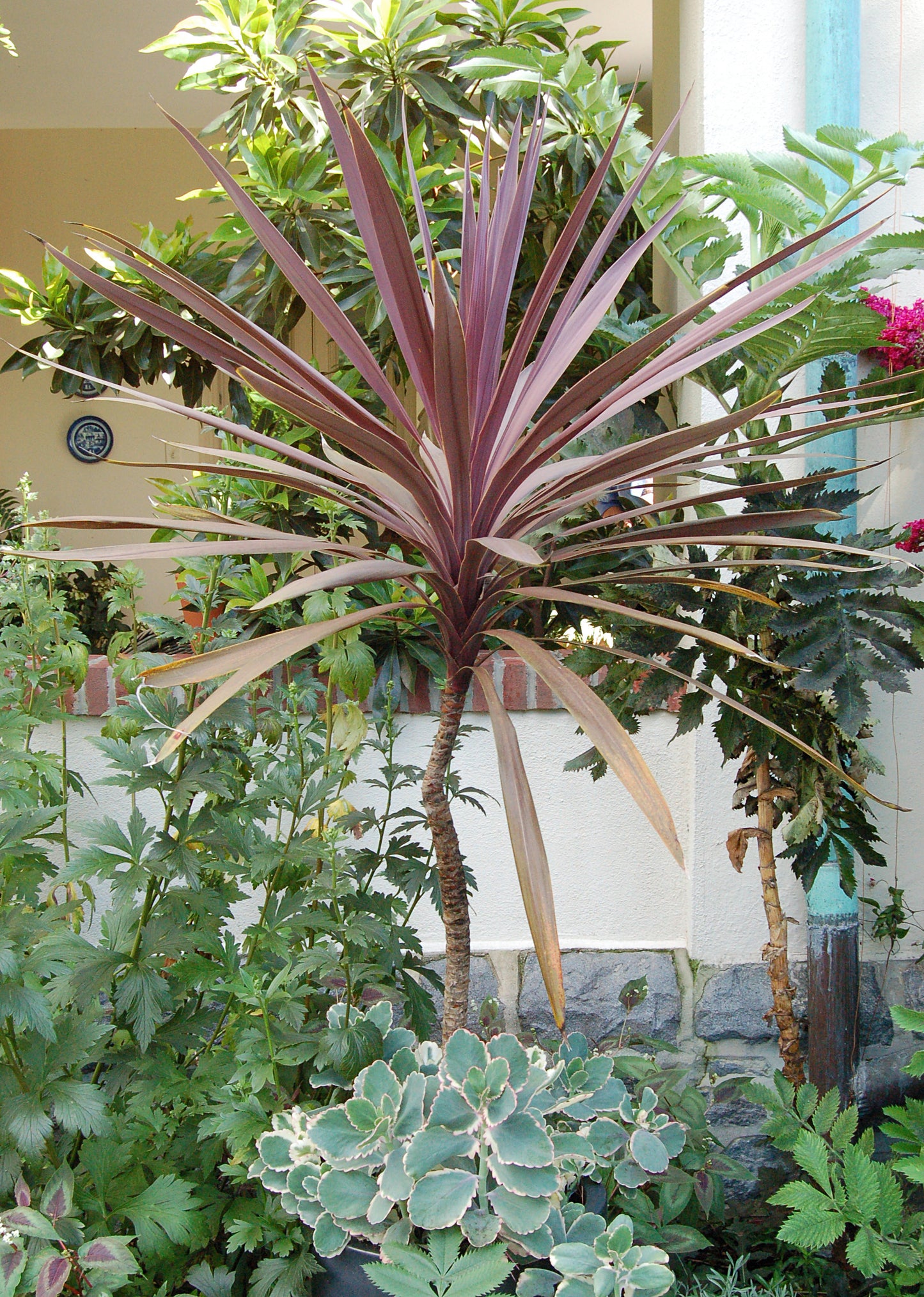 Cabbage Tree (Cordyline australis)
