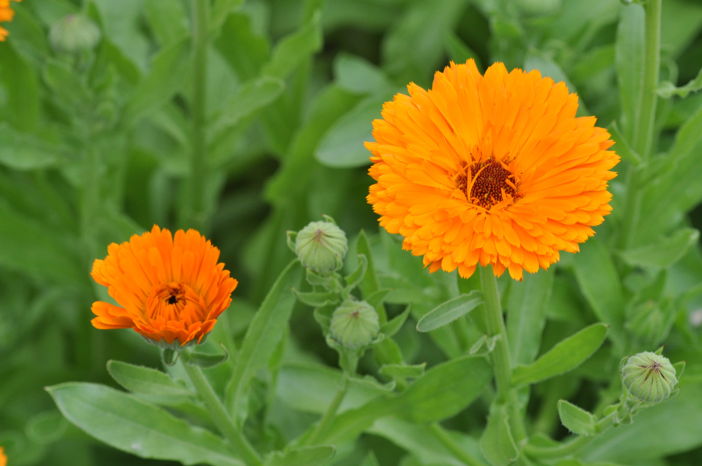 English Marigold Pot Marigold (Calendula officinalis)