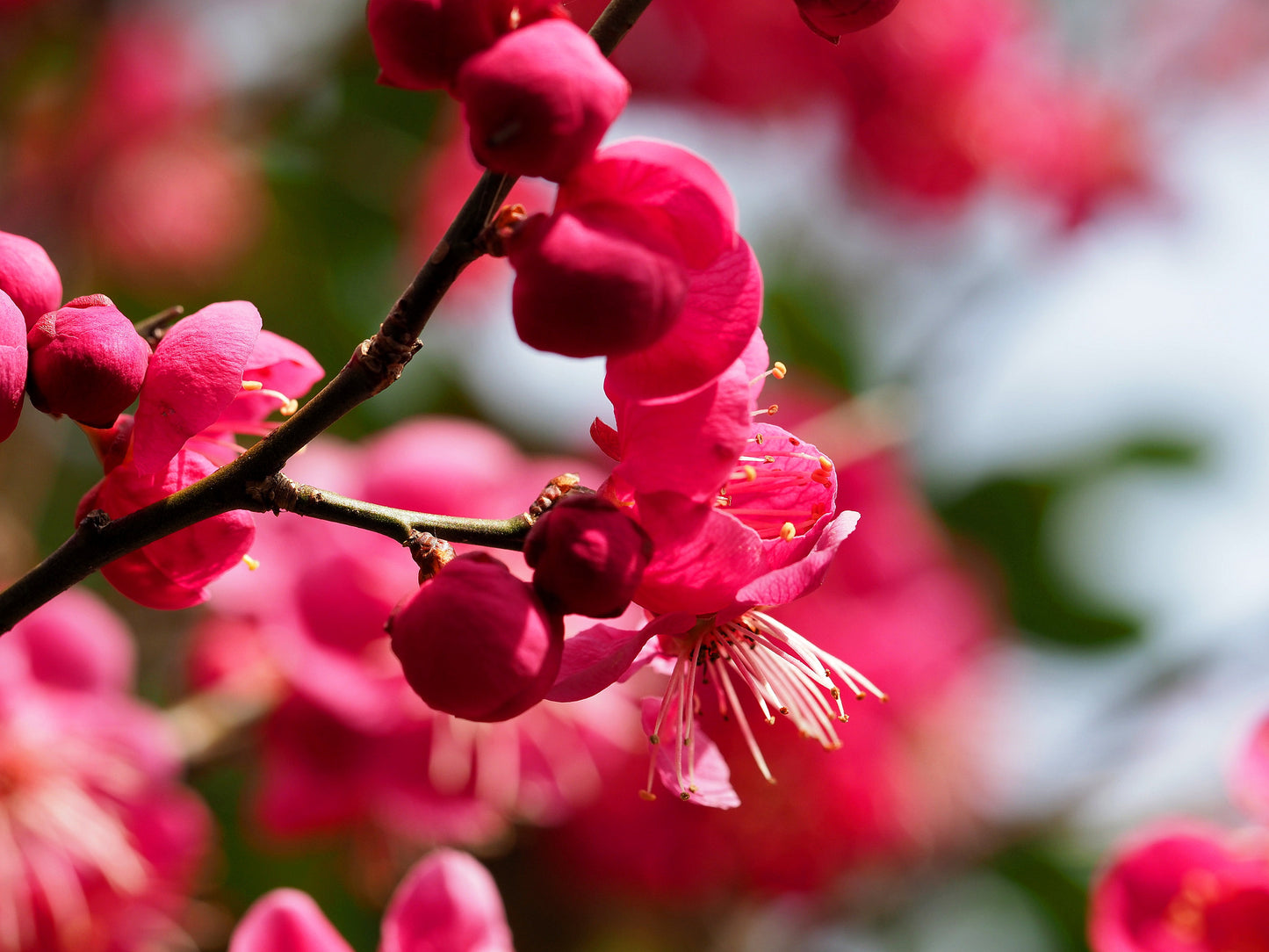 Chinese Plum Japanese Apricot Flowering Apricot (Prunus mume)