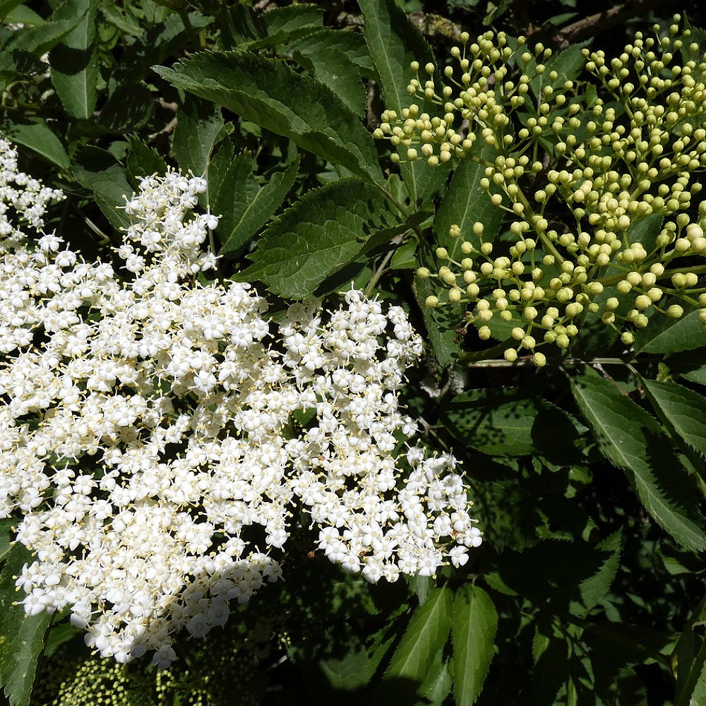 Black Elderberry Common Elder Elder (Sambucus nigra)