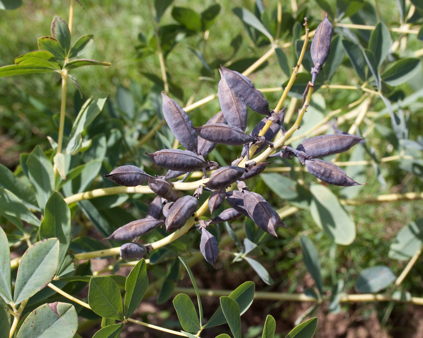 Blue False Indigo Blue Wild Horse Fly Rattlebush Rattleweed (Baptisia australis)