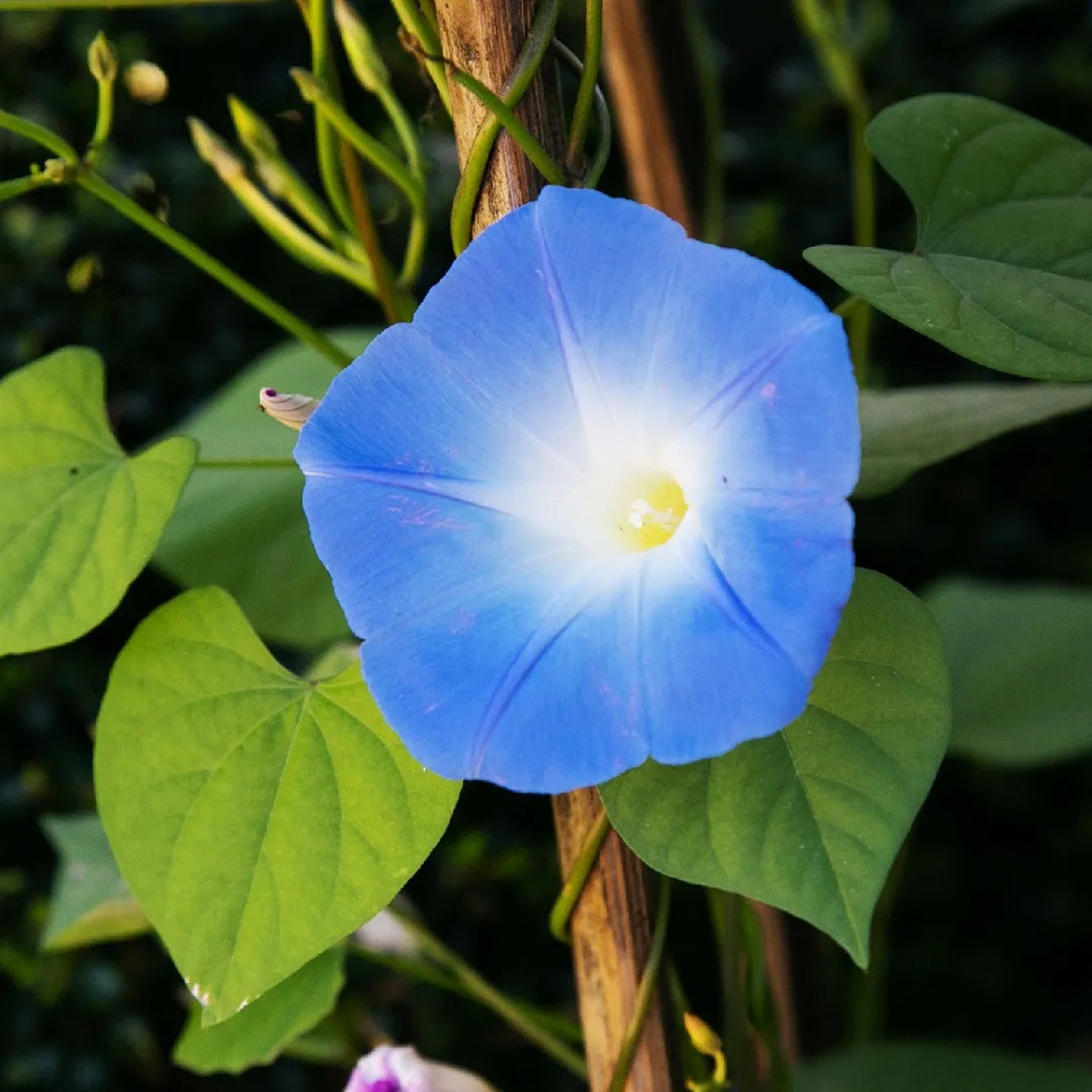 Grannyvine Heavenly Blue Morning Glory (Ipomoea tricolor 'Heavenly Blue')