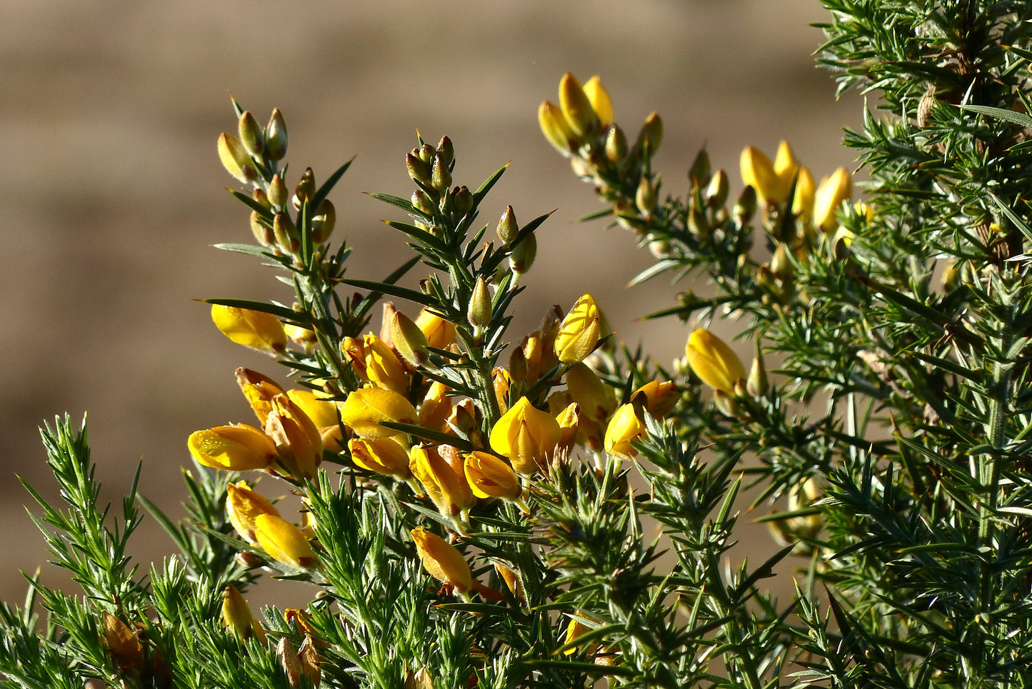 Furze Gorse Whin (Ulex europaea)