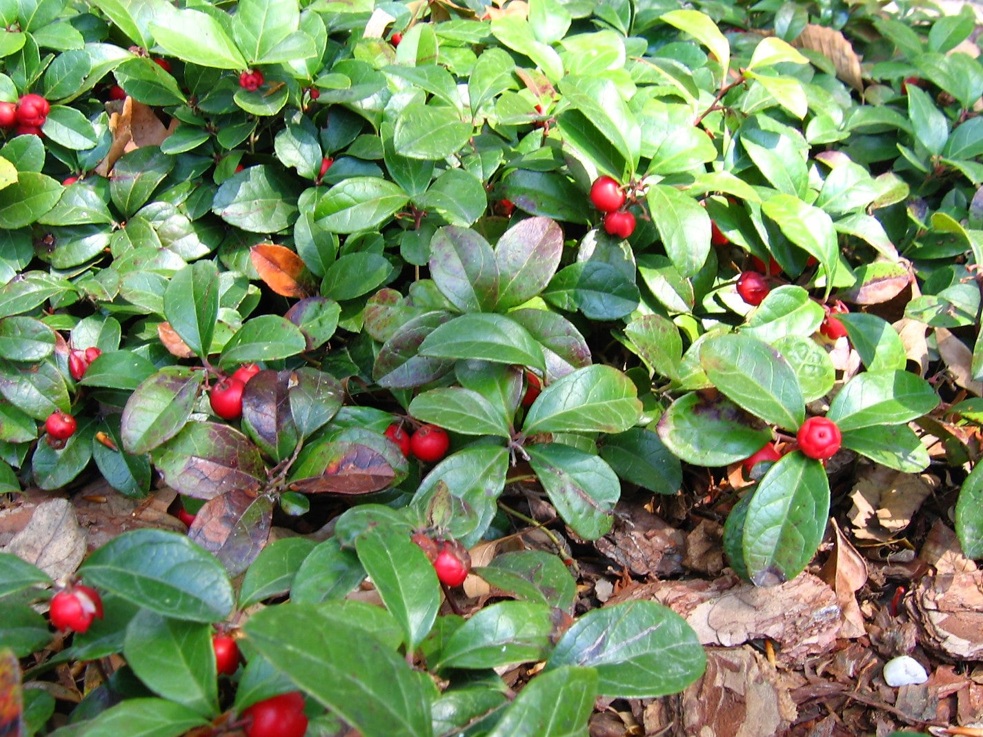 Checkerberry Eastern Teaberry Wintergreen (Gaultheria procumbens)