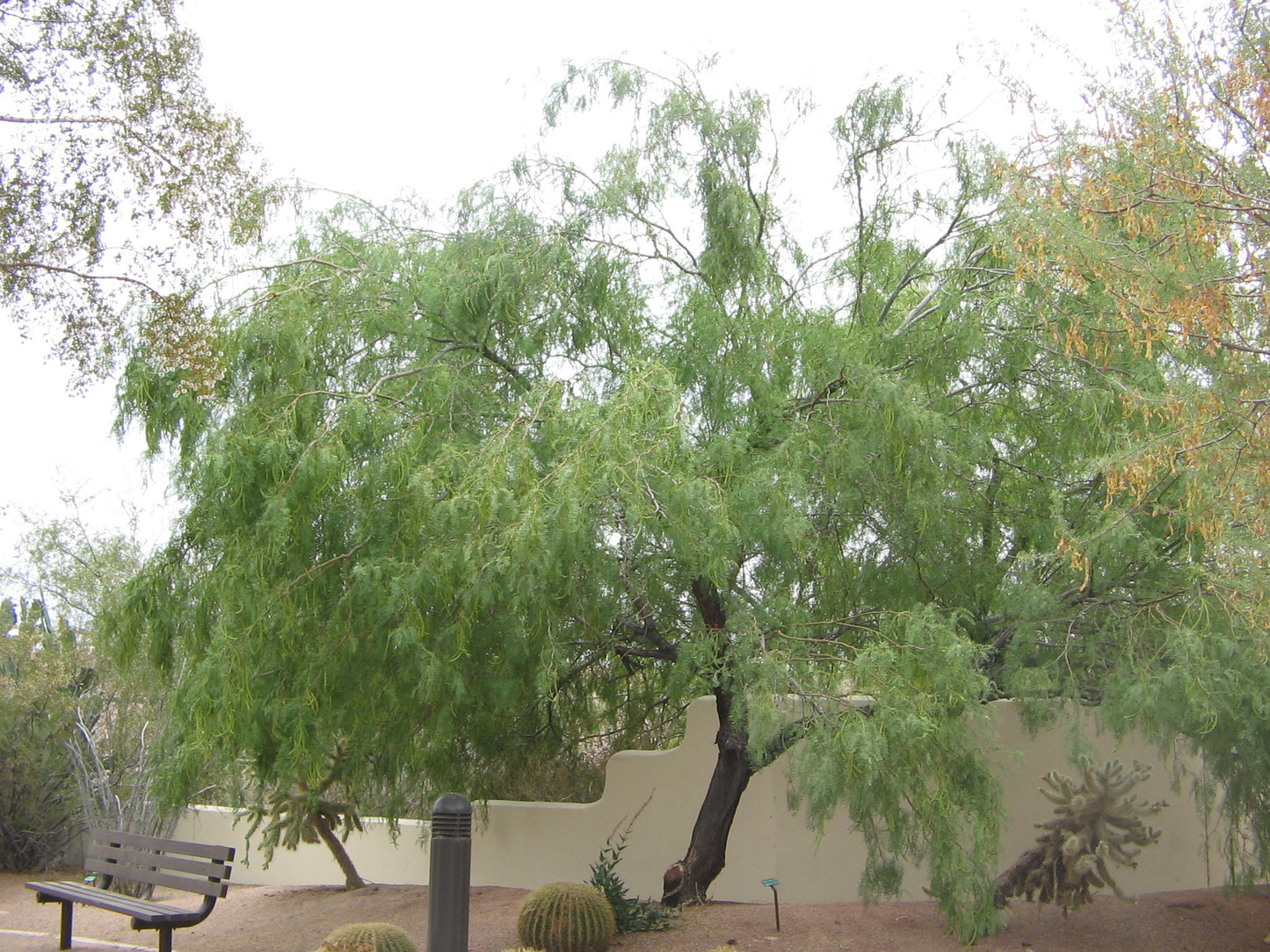 Screwbean Mesquite (Prosopis pubescens)
