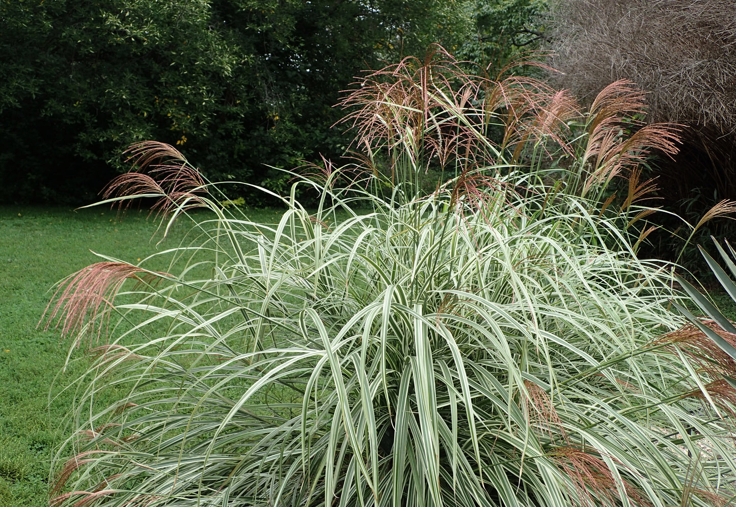 Chinese Silvergrass (Miscanthus sinensis)