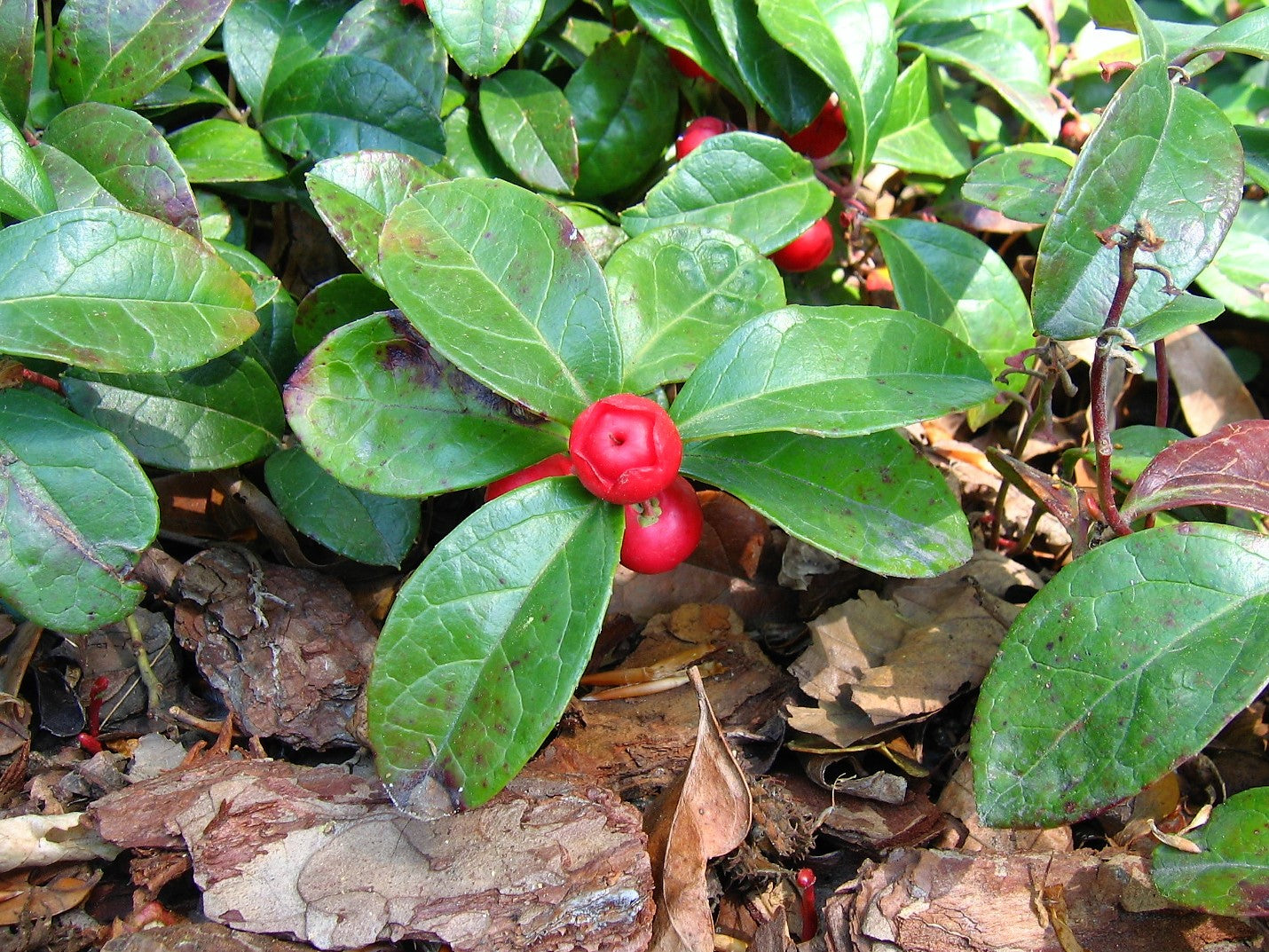 Checkerberry Eastern Teaberry Wintergreen (Gaultheria procumbens)