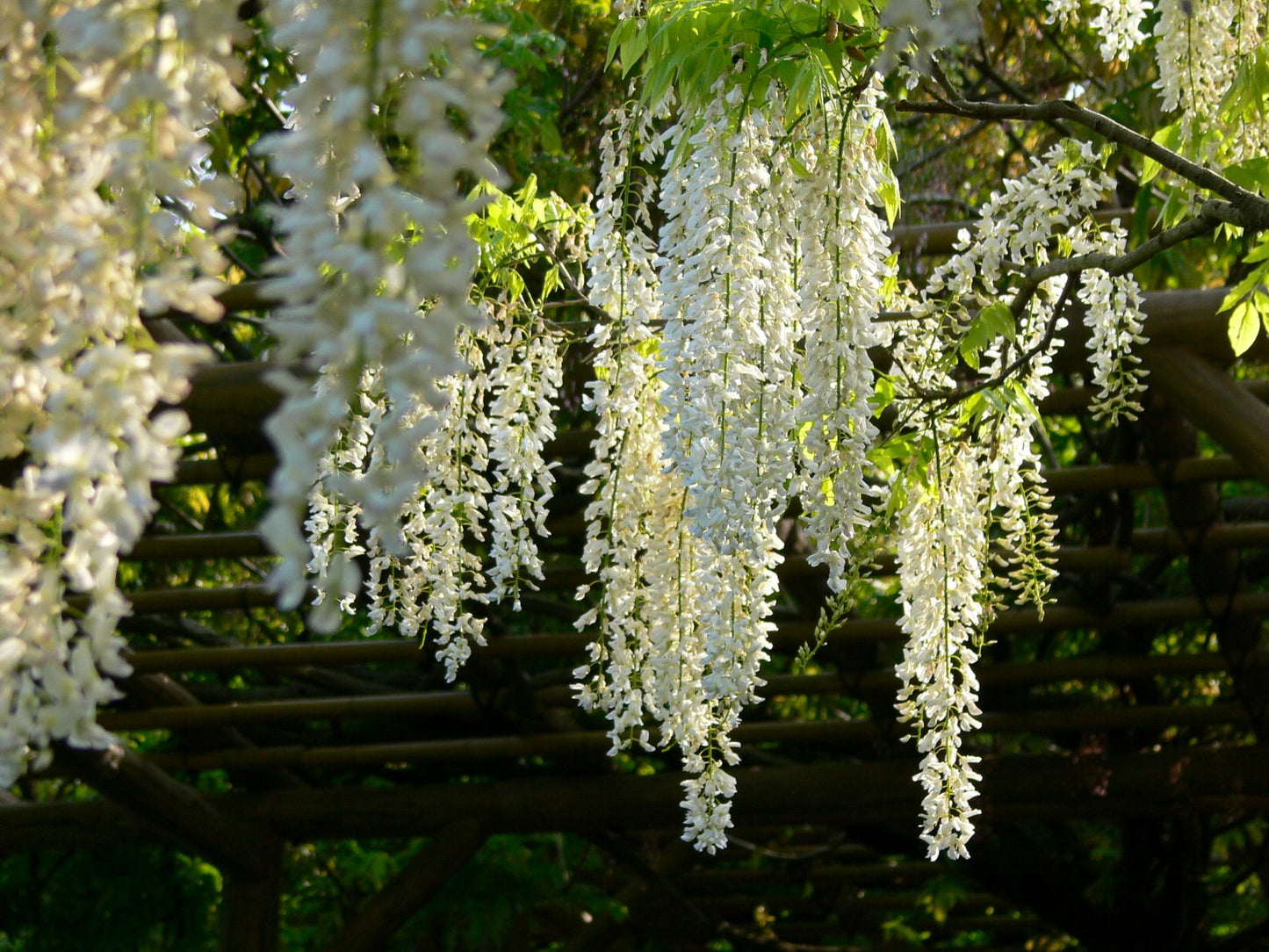 White Chinese Wisteria (Wisteria sinensis var. Alba)