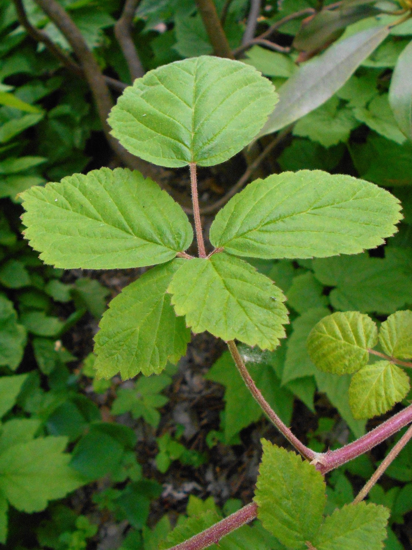 Allegheny Blackberry Blackberry (Rubus alleghaniensis)