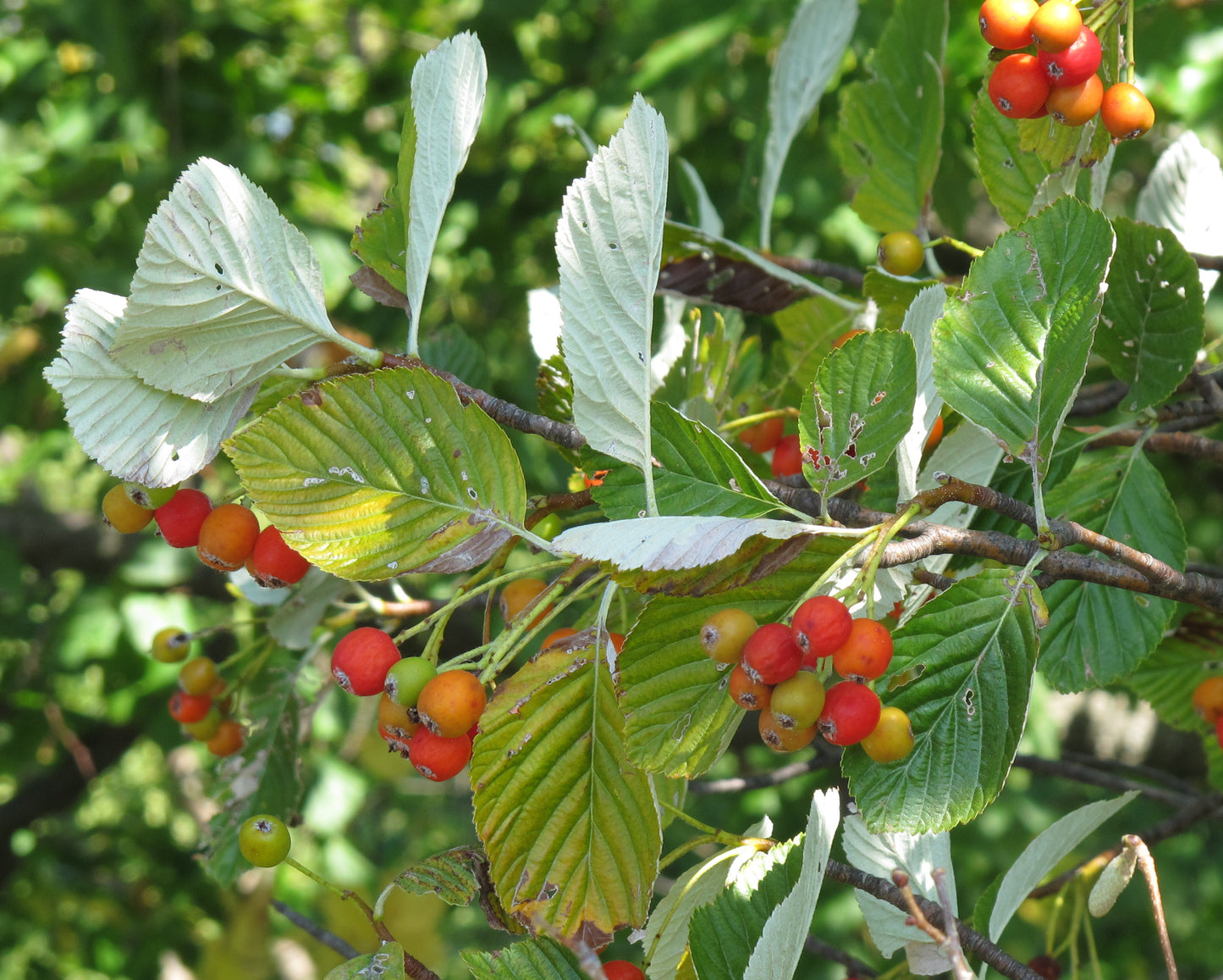 Chess-apple Whitebeam Ash (Sorbus aria)