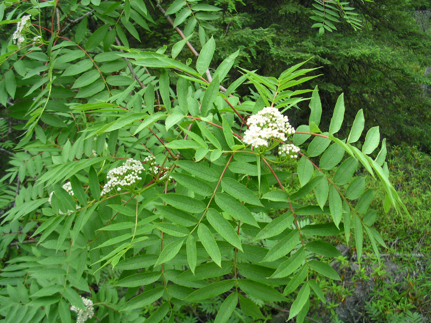 American Ash (Sorbus americana clean seed)