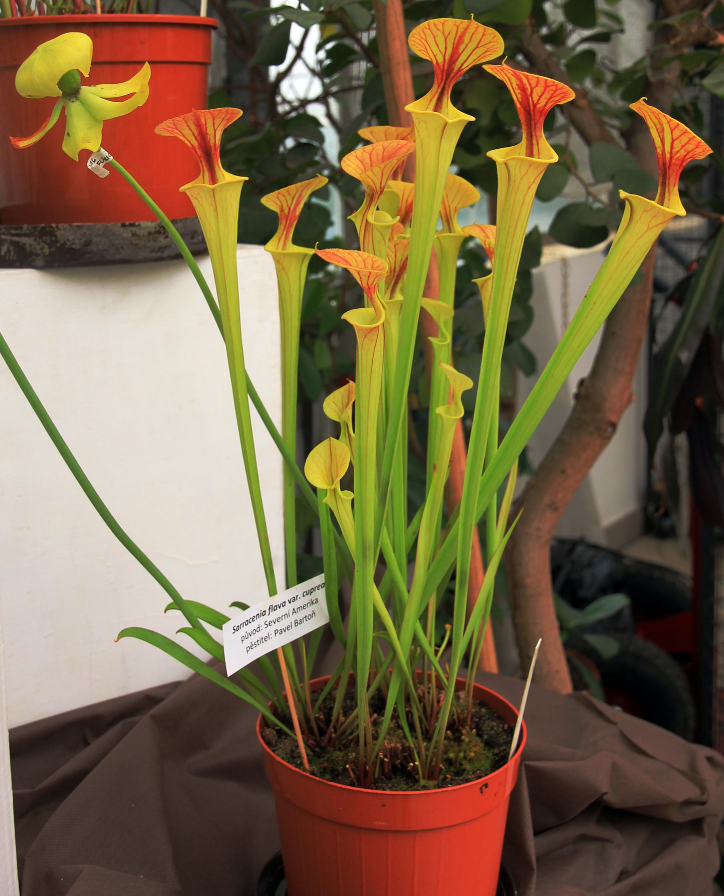 Yellow Pitcher Plant (Sarracenia flava)