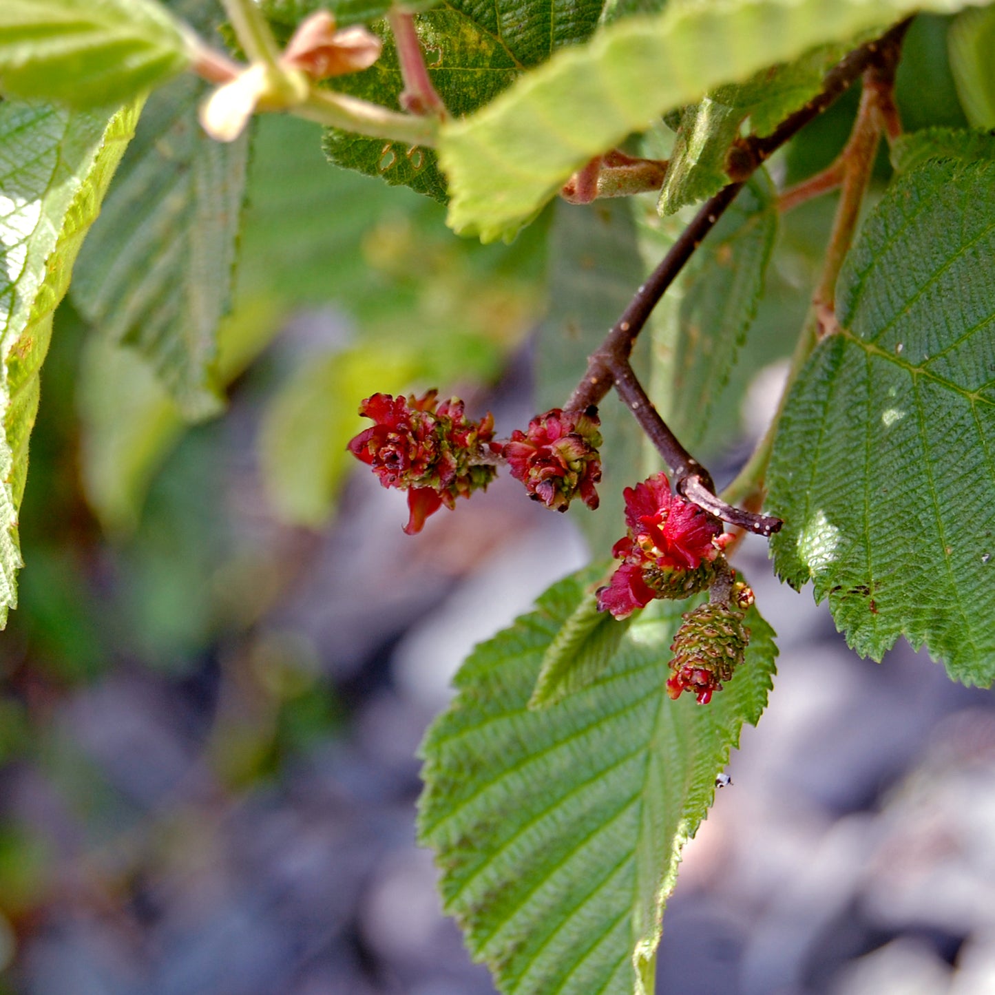 Hazel Smooth Speckled Alder (Alnus incana ssp. Rugosa)